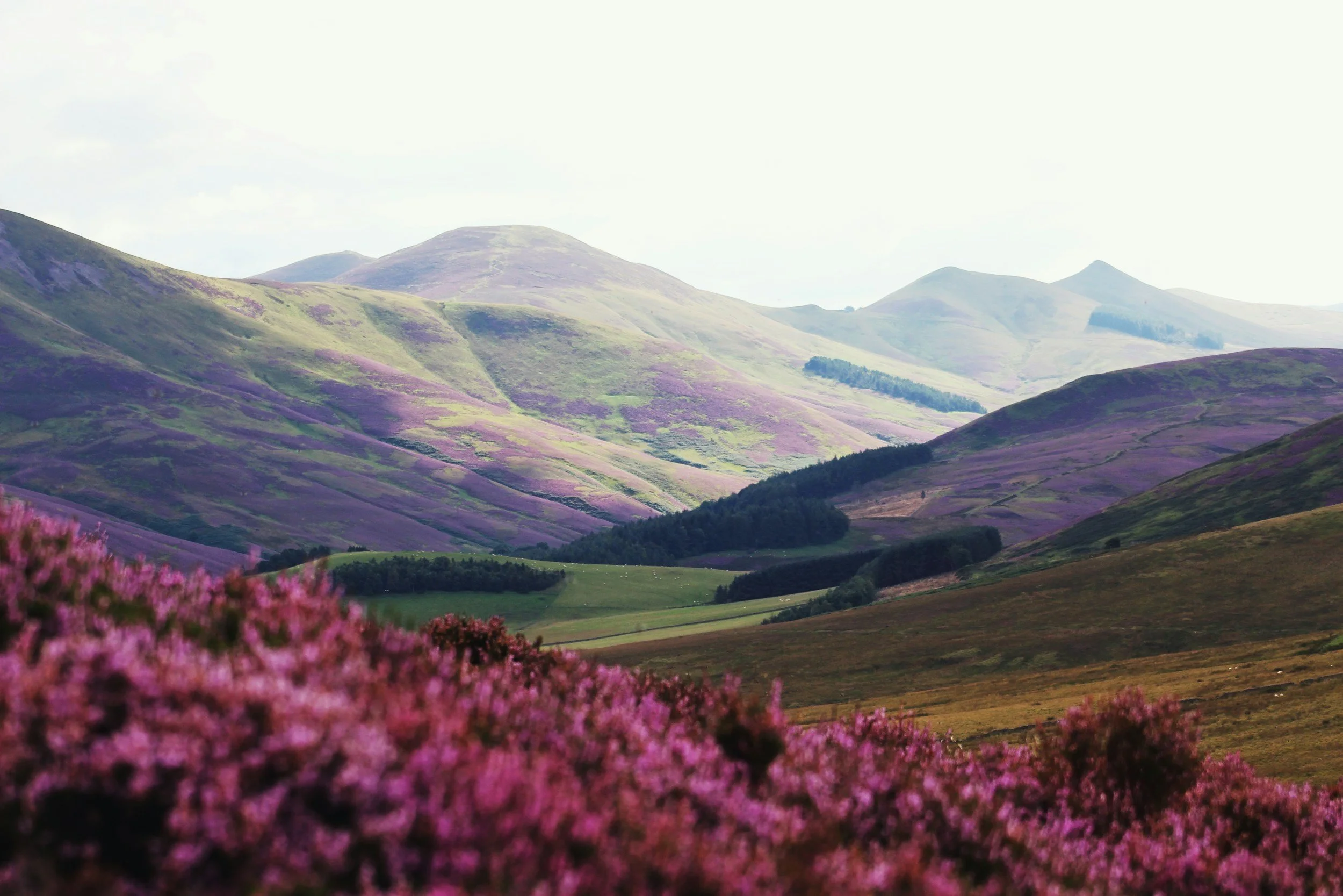 Flowers in the Scottish countryside