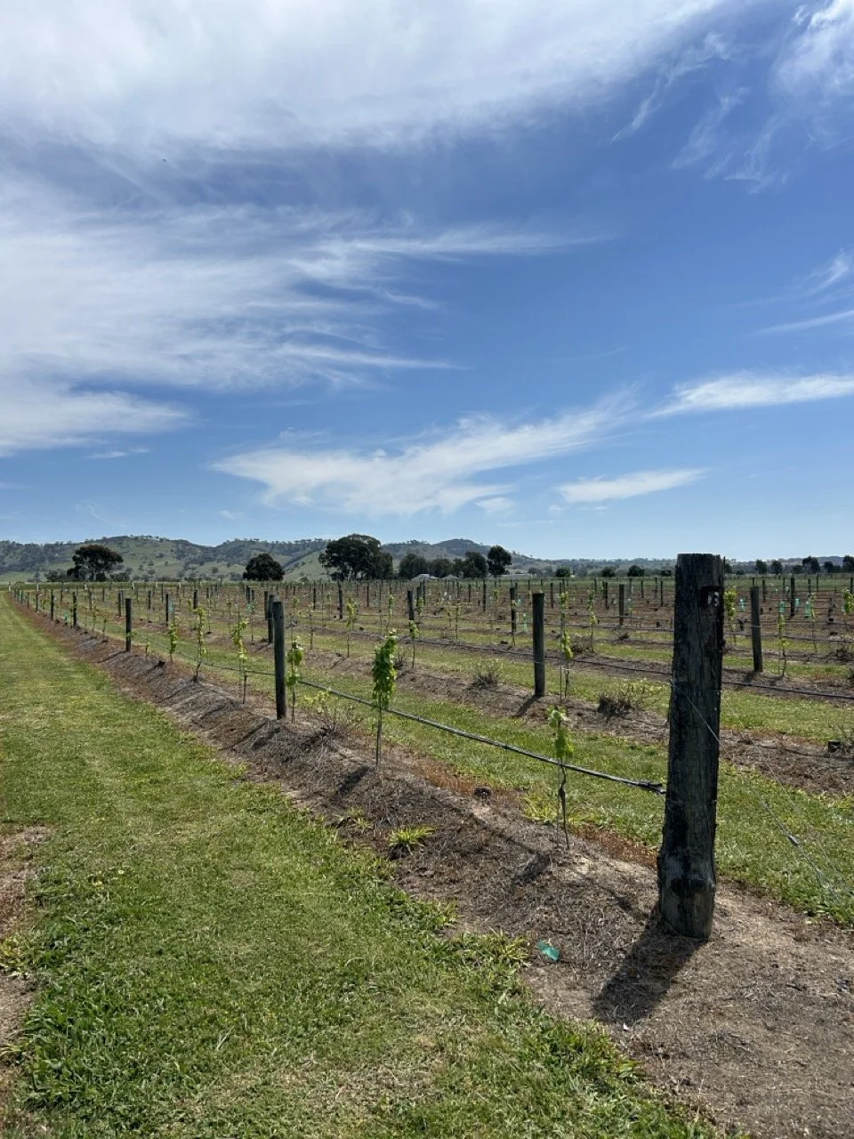 A vineyard in Mudgee, New South Wales, Australia