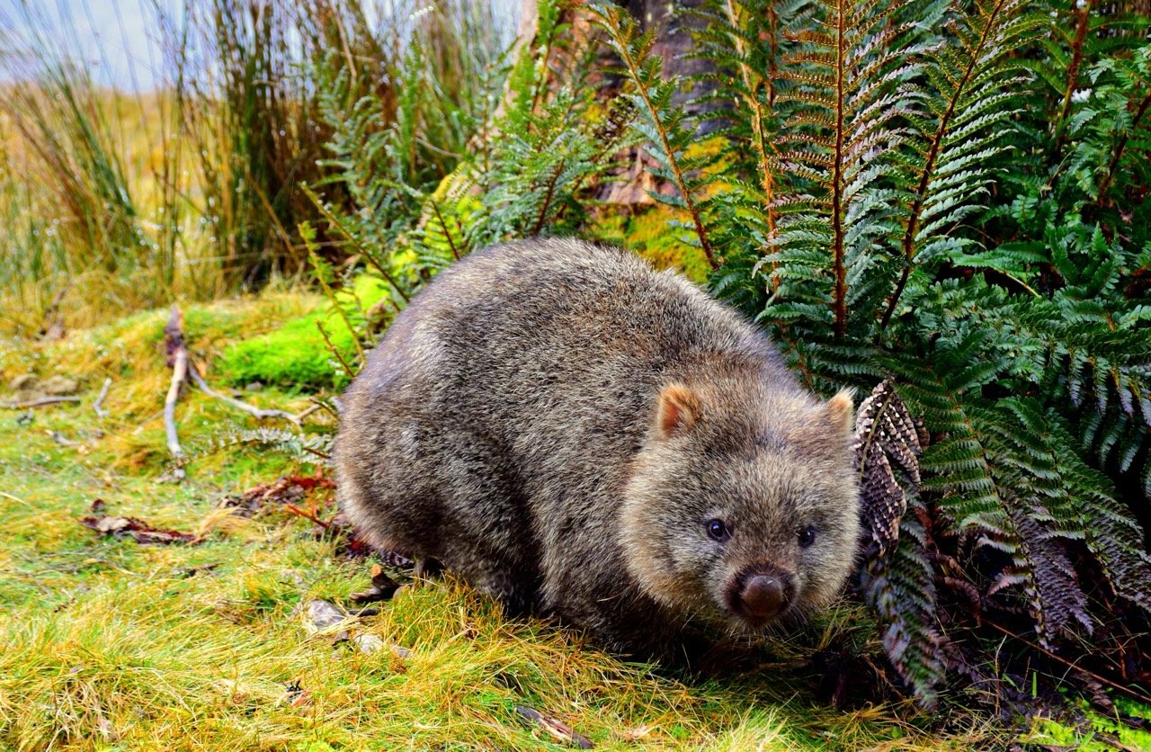 A wombat, like what you'd see near Launceston, Tasmania, Australia