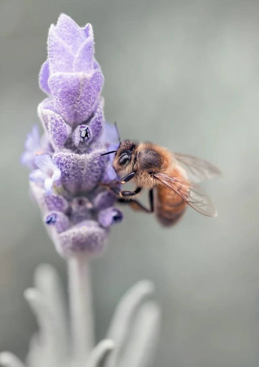 Lavender in Launceston, Tasmania, Australia