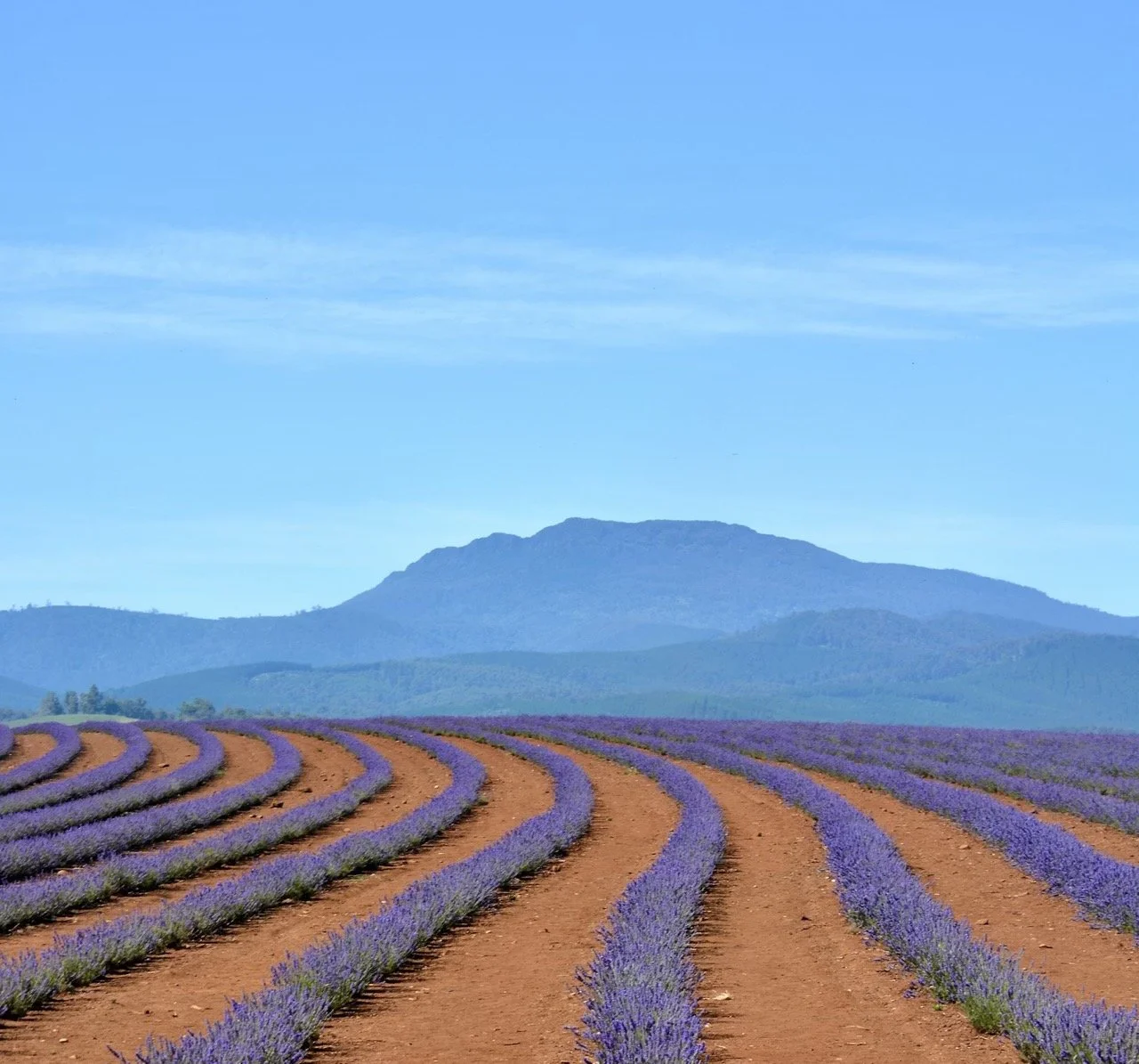 Lavender fields near Launceston, Tasmania, Australia