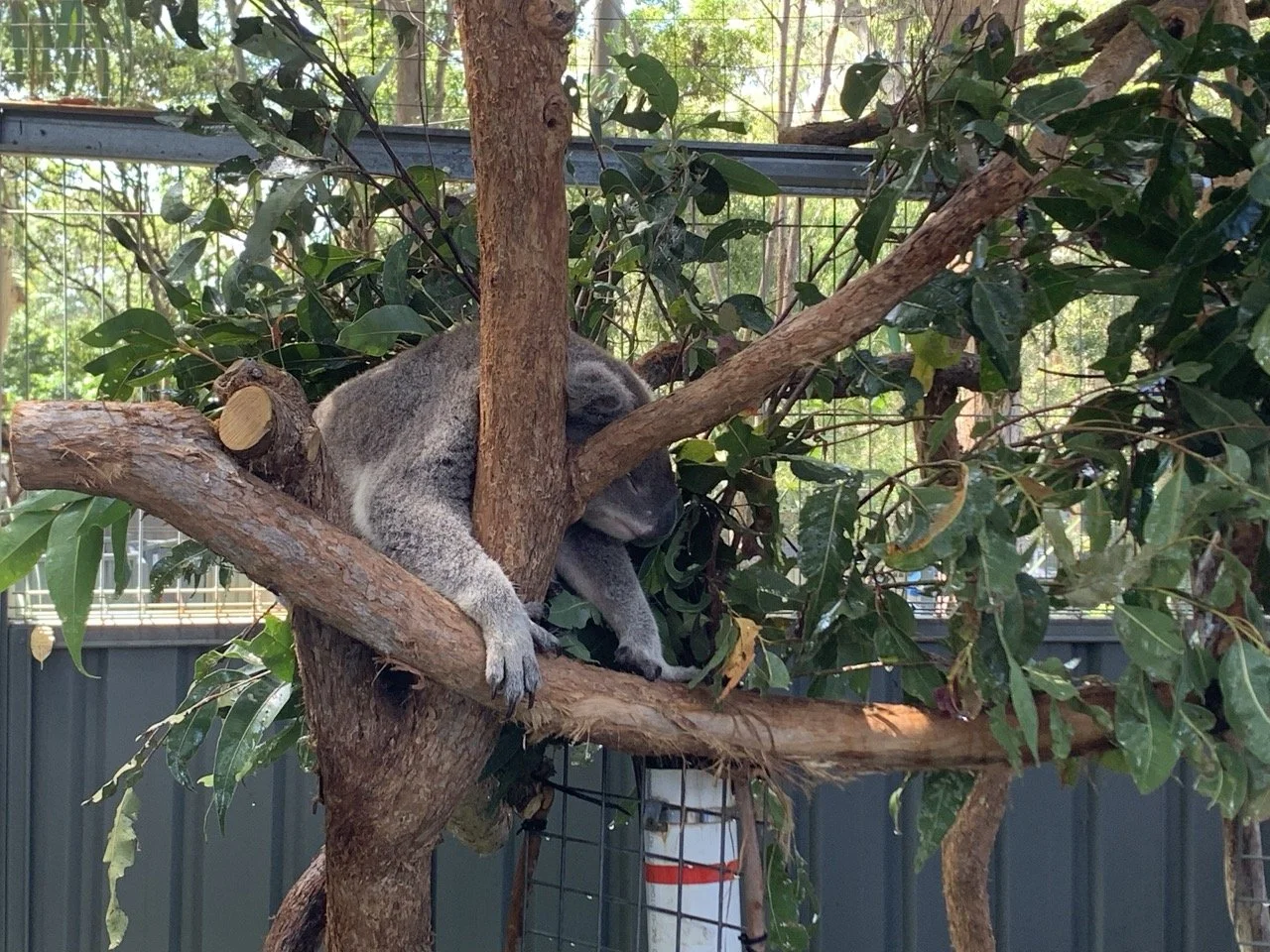 The koala hospital in Port Macquarie, New South Wales, Australia