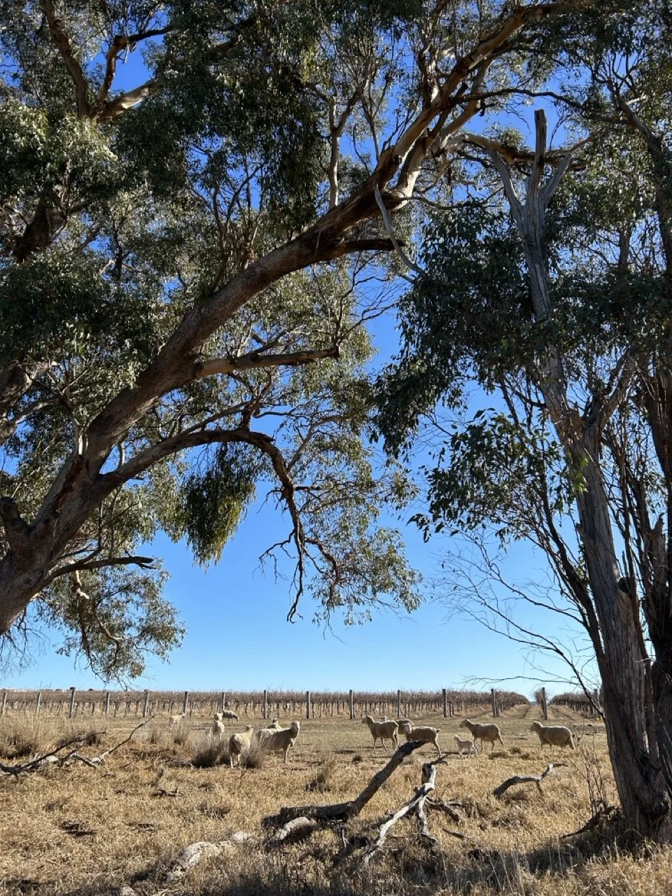 Mudgee, New South Wales, Australia
