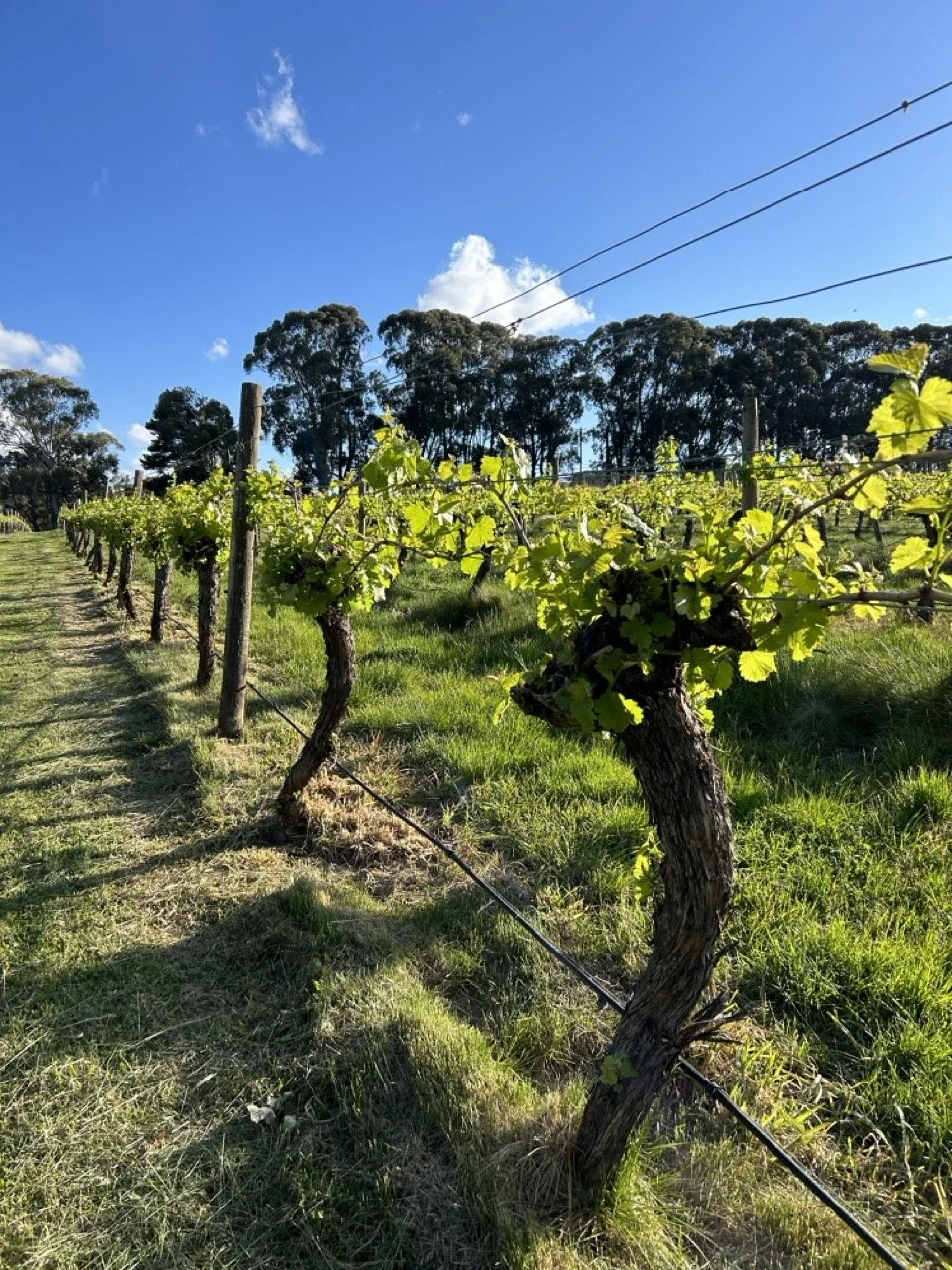 A winery in Orange, New South Wales, Australia