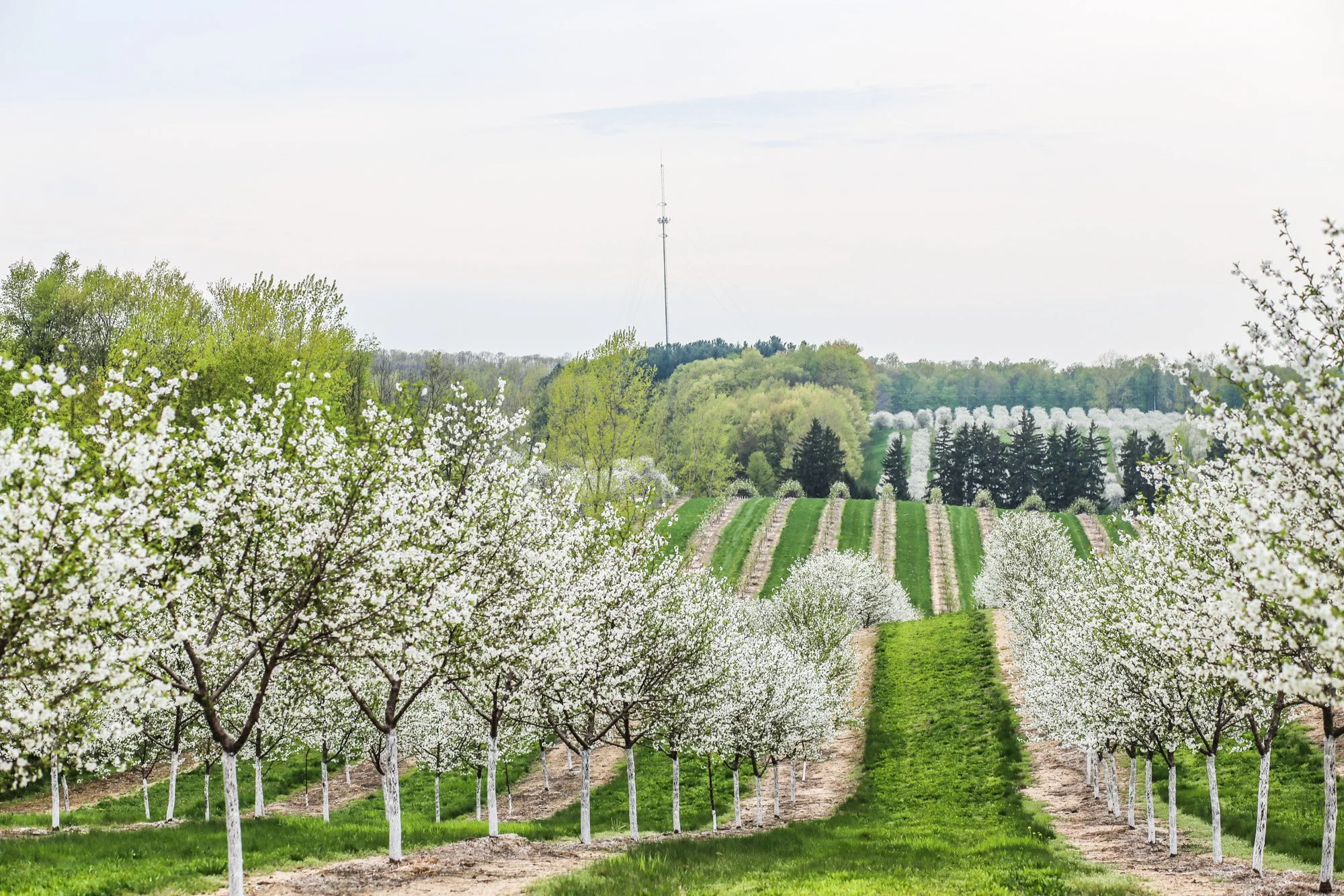 Blossoming cherry orchard