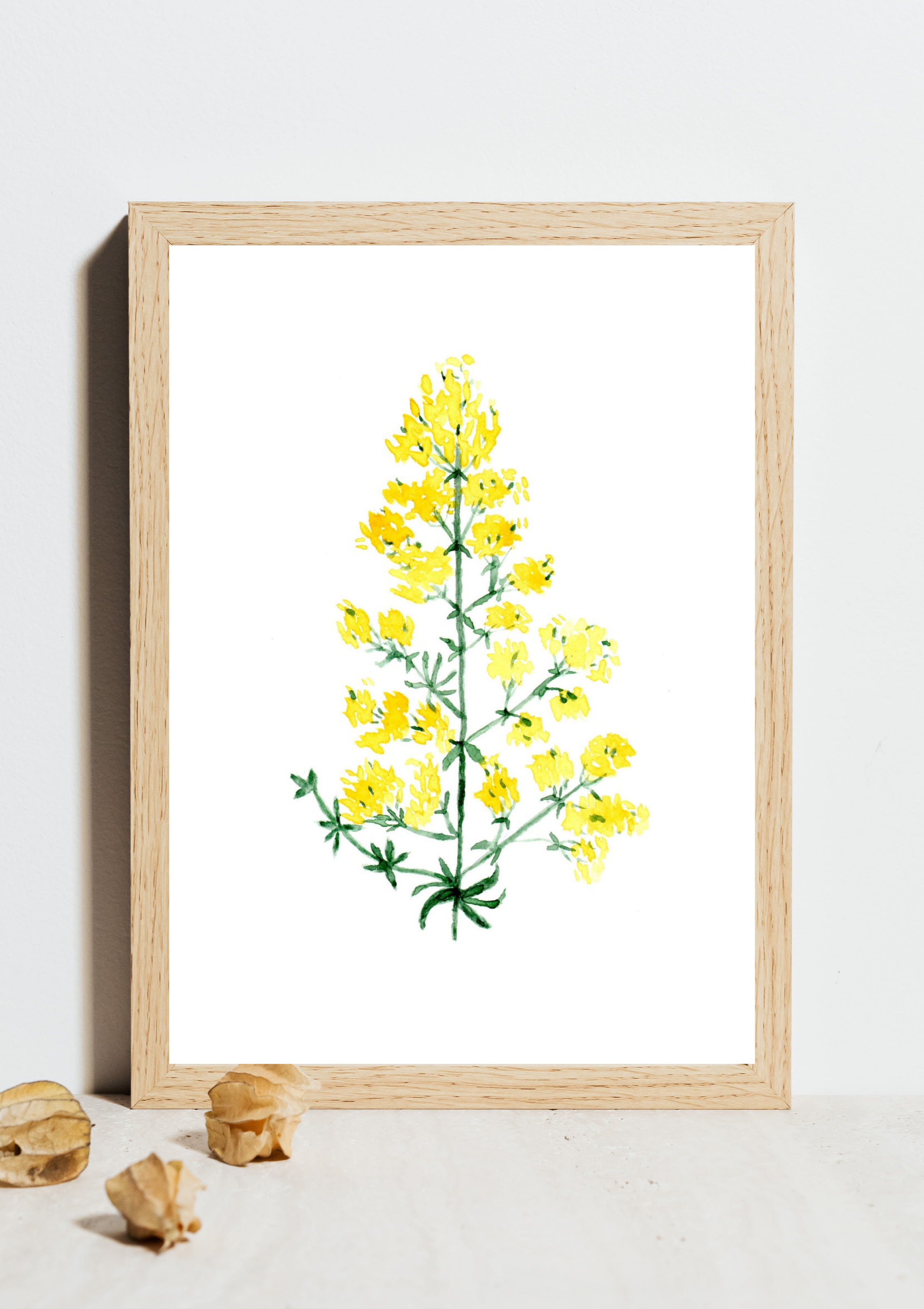 Lady's Bedstraw No.2 Hand-Painted Watercolor Art