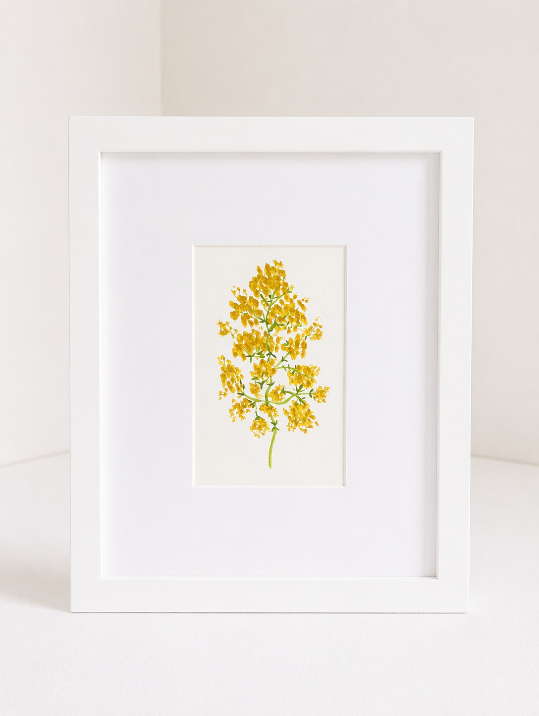 lady's_bedstraw_no.1.png