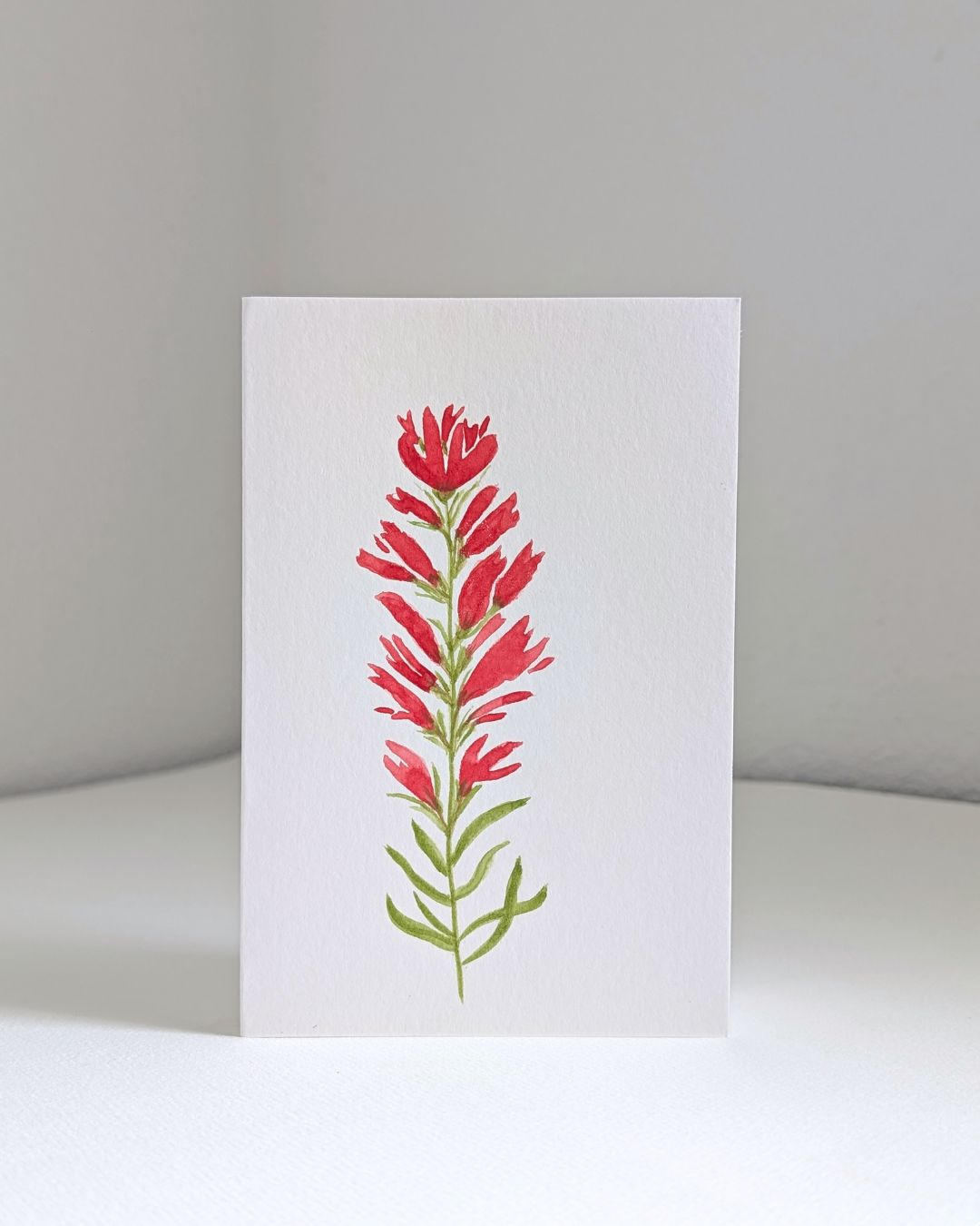 indian paintbrush no. 1