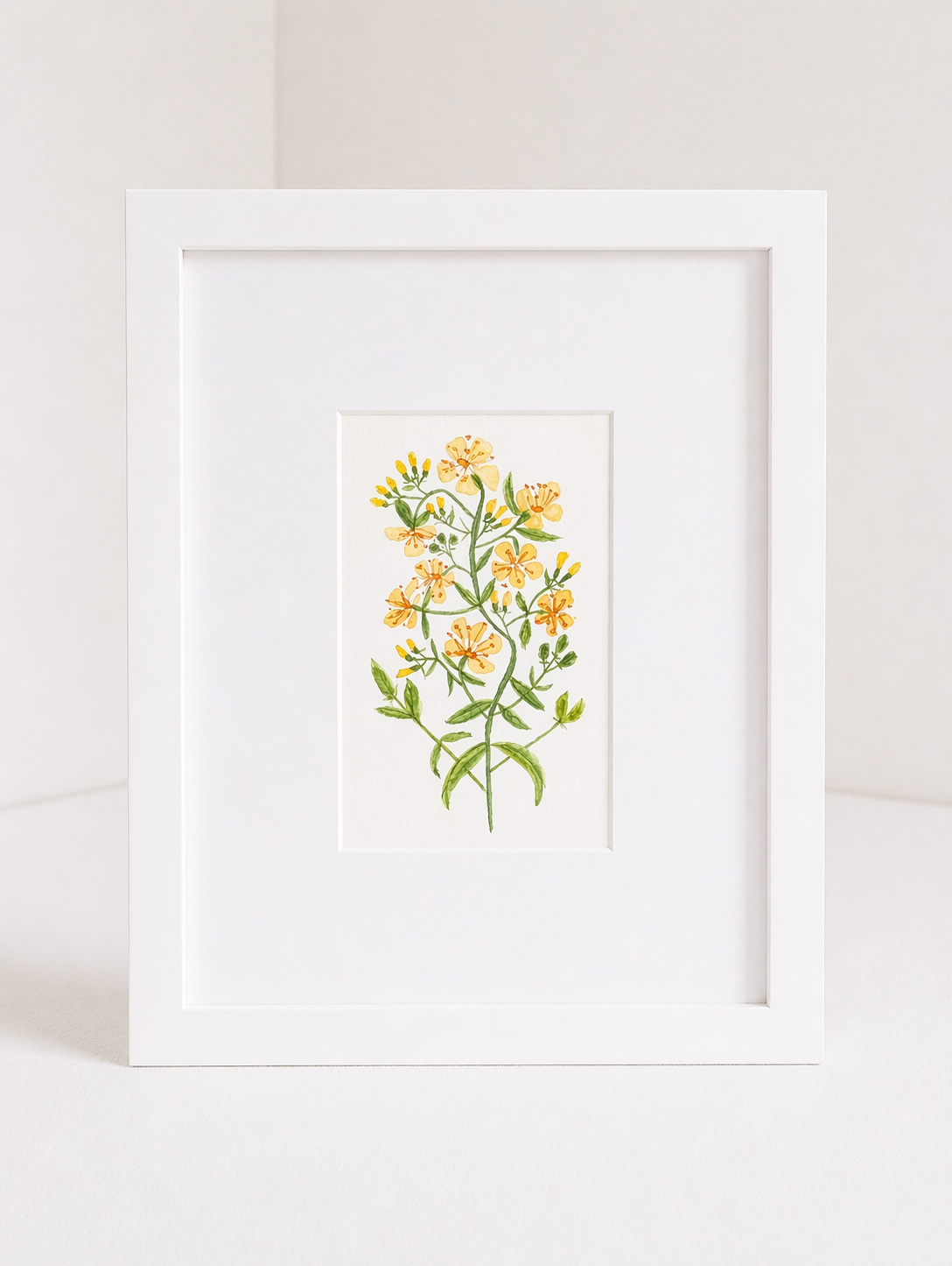 st_john's_wort_no.2.png