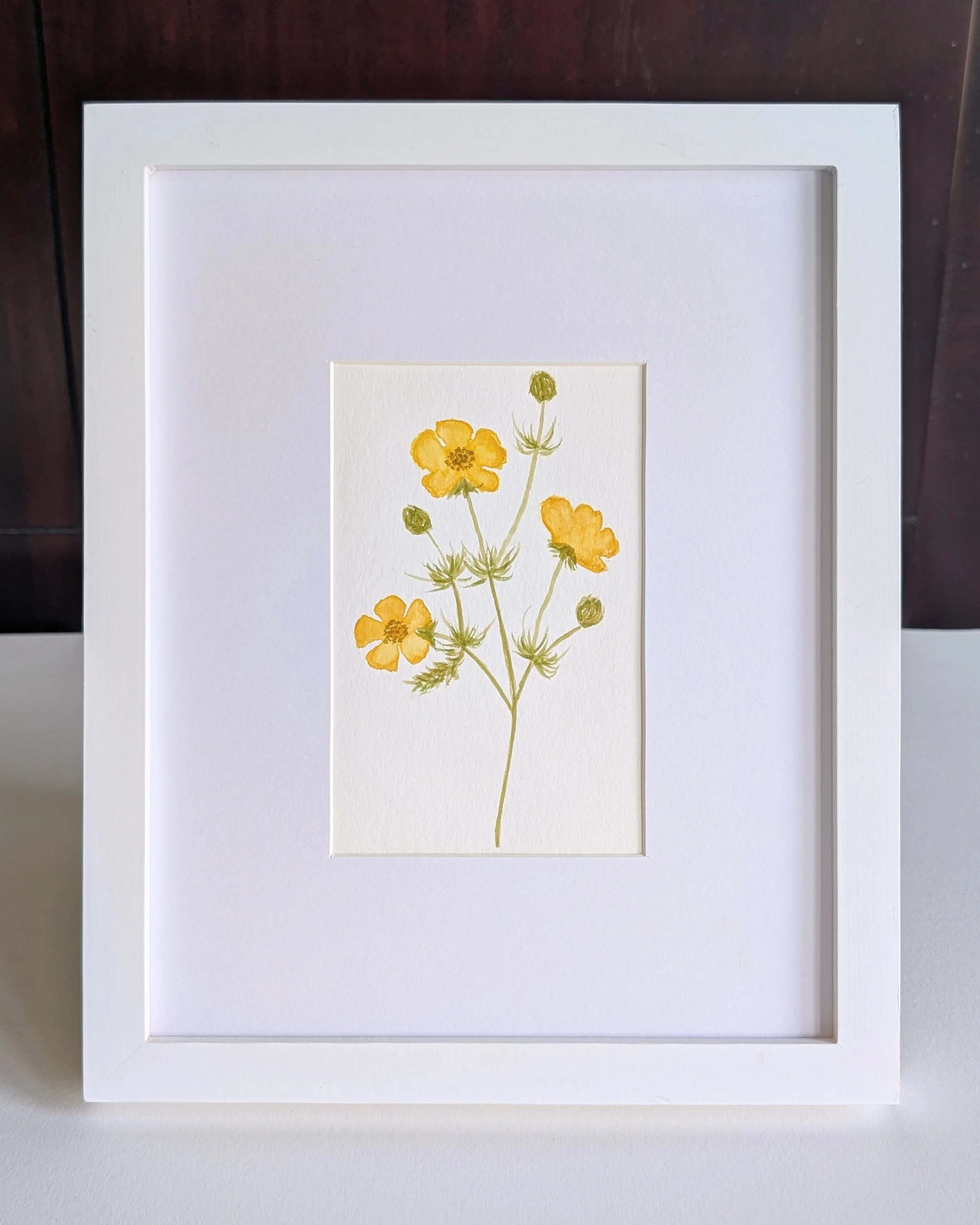 buttercup_no.1.jpg