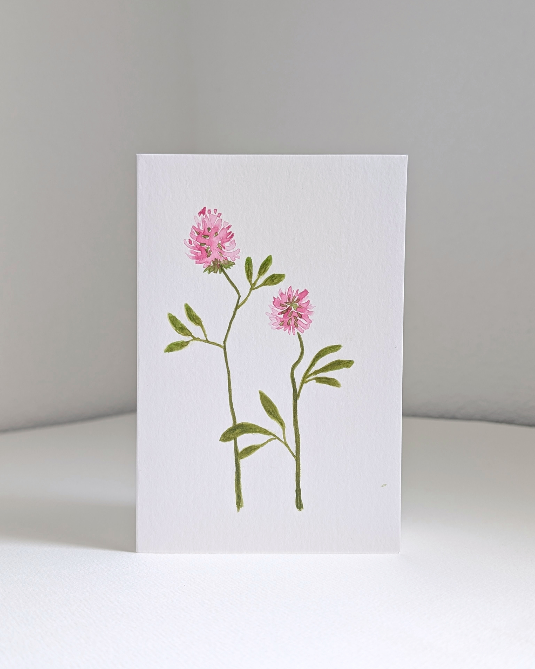 red clover no. 2