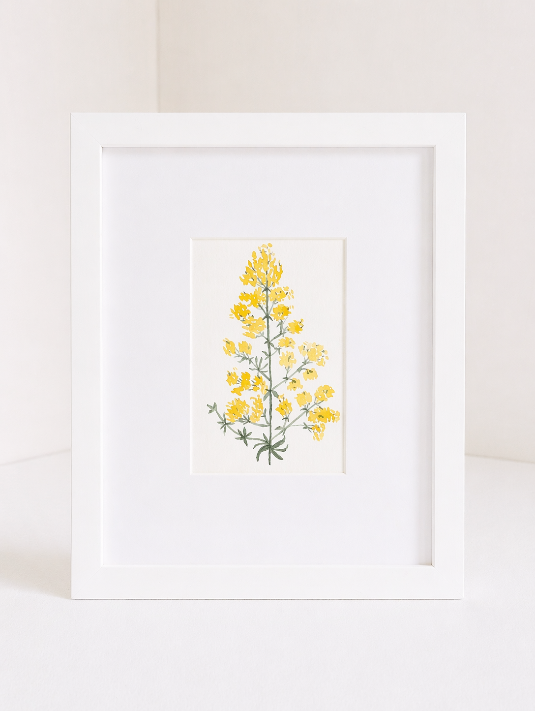 lady's_bedstraw_no.2.png