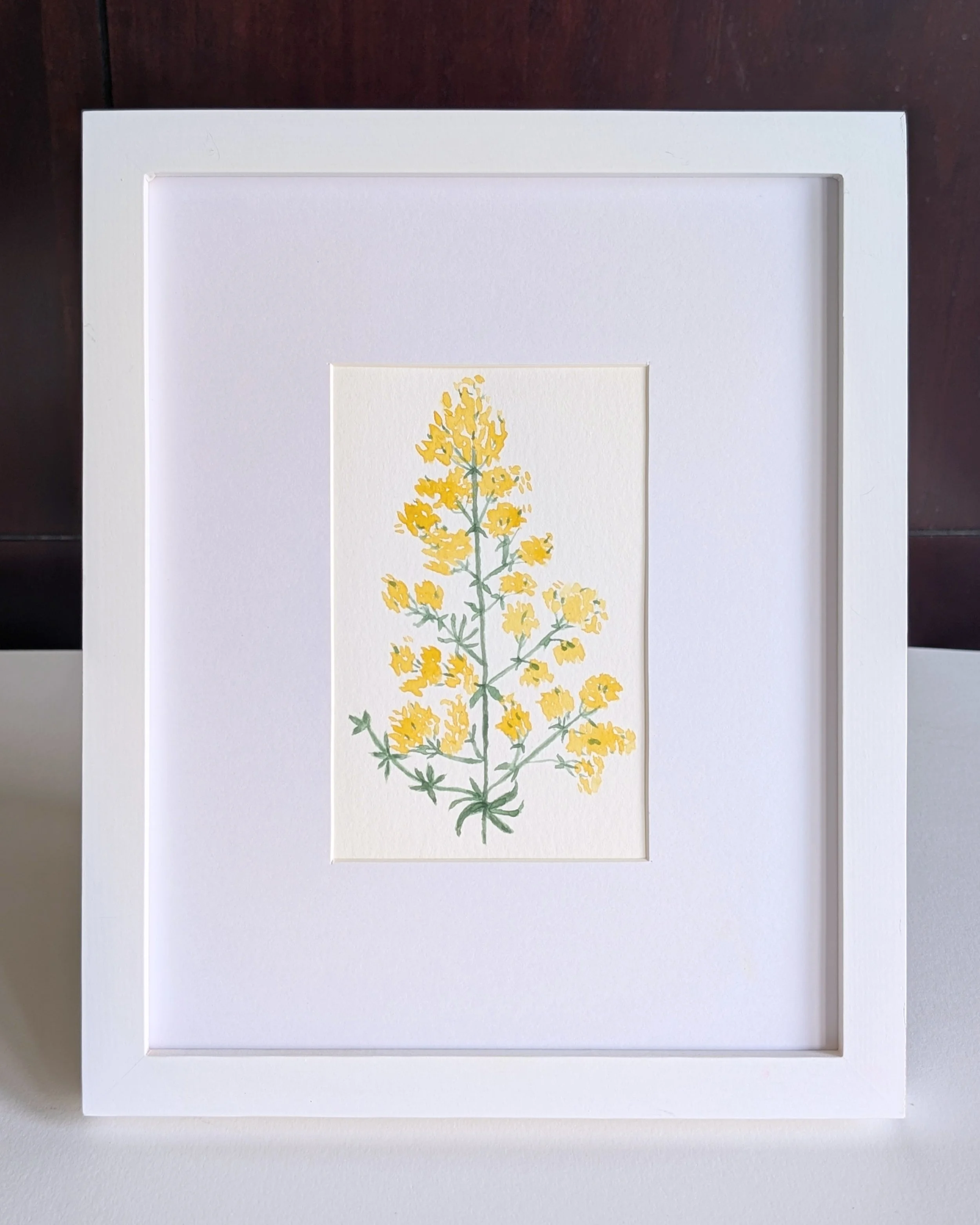 lady's_bedstraw_no.2.jpg