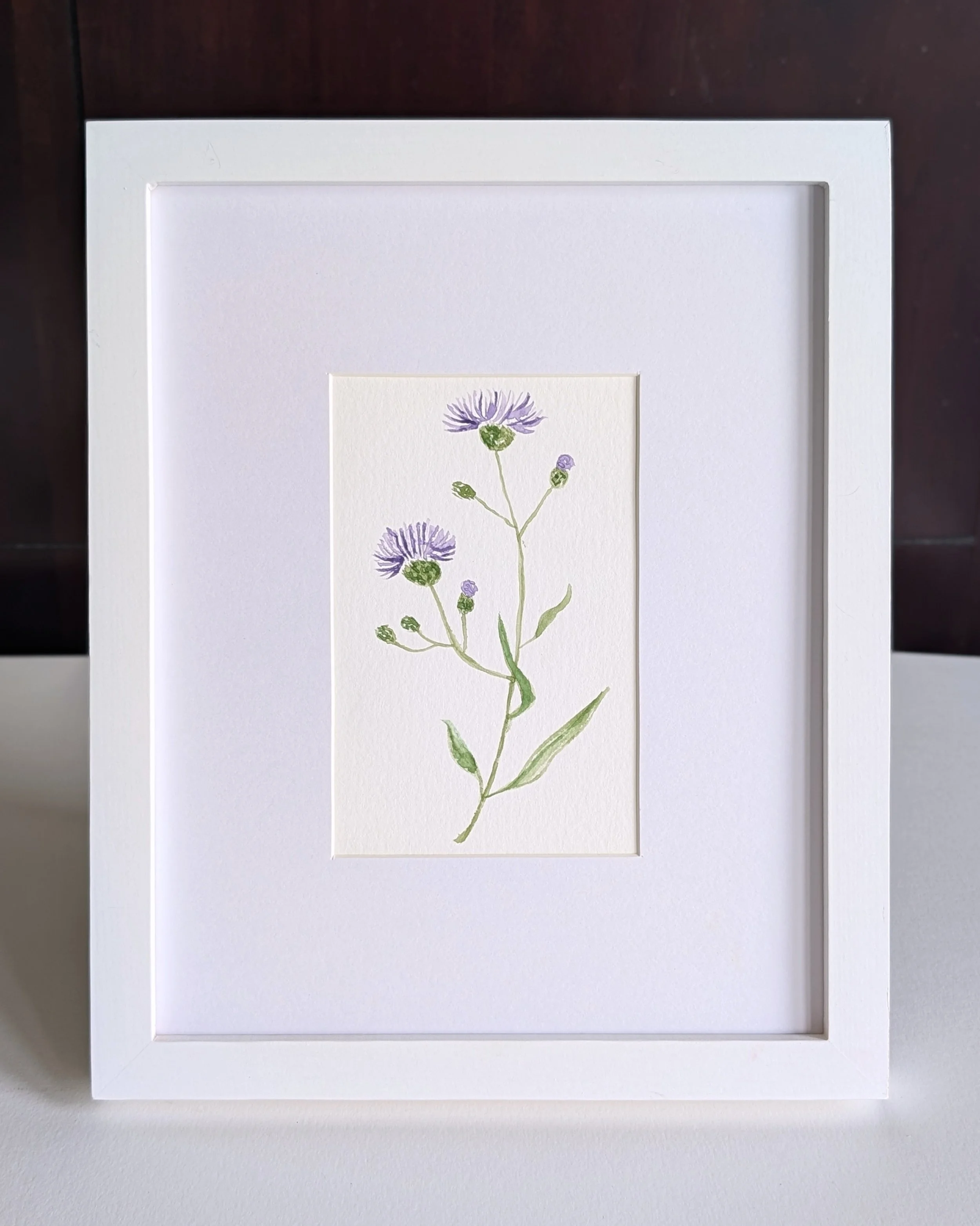 cornflower_no.1.jpg