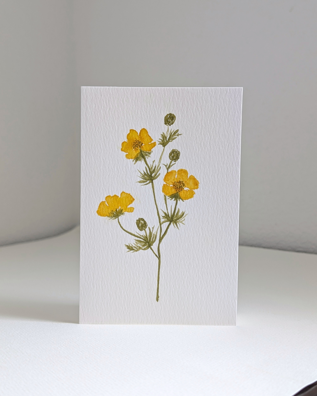 buttercup no. 2