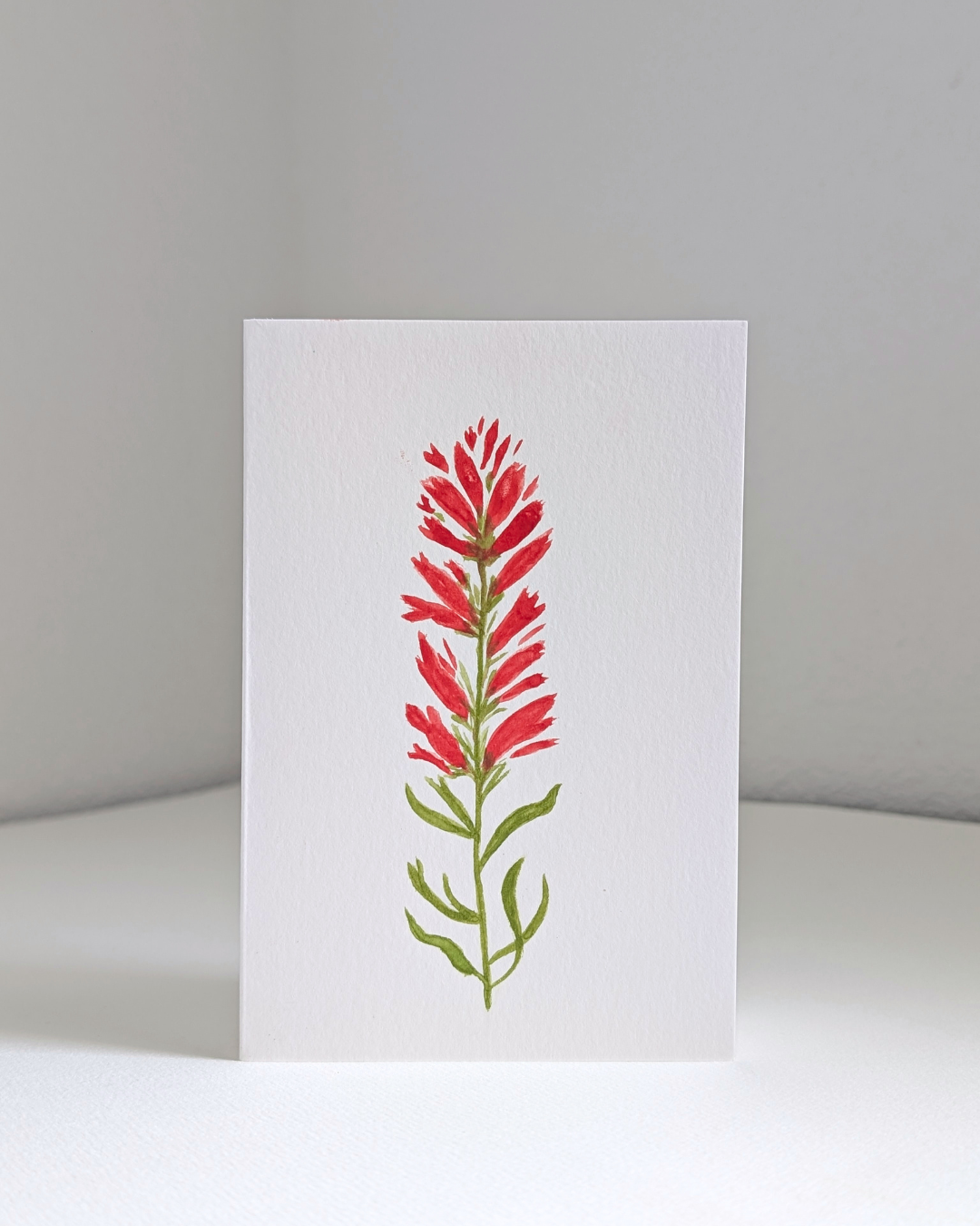 indian paintbrush no. 2