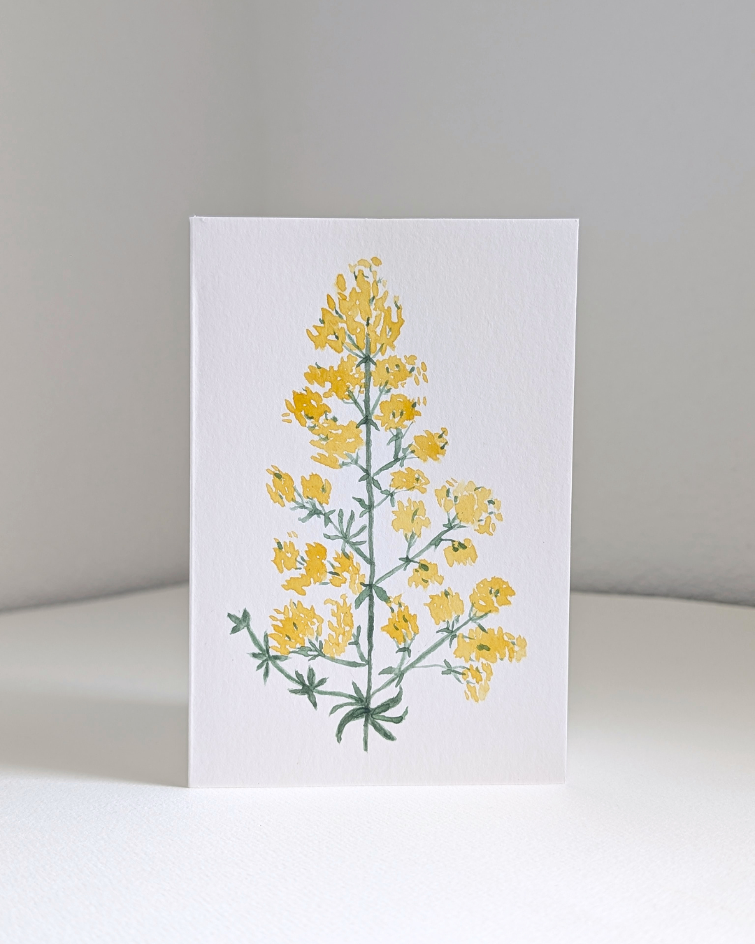 lady's bedstraw no. 2
