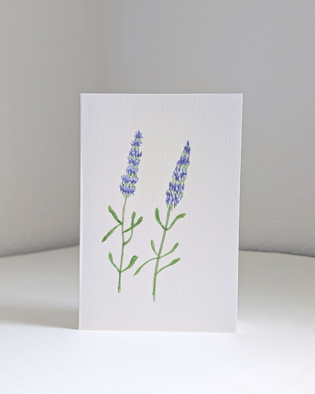 lavender no. 2