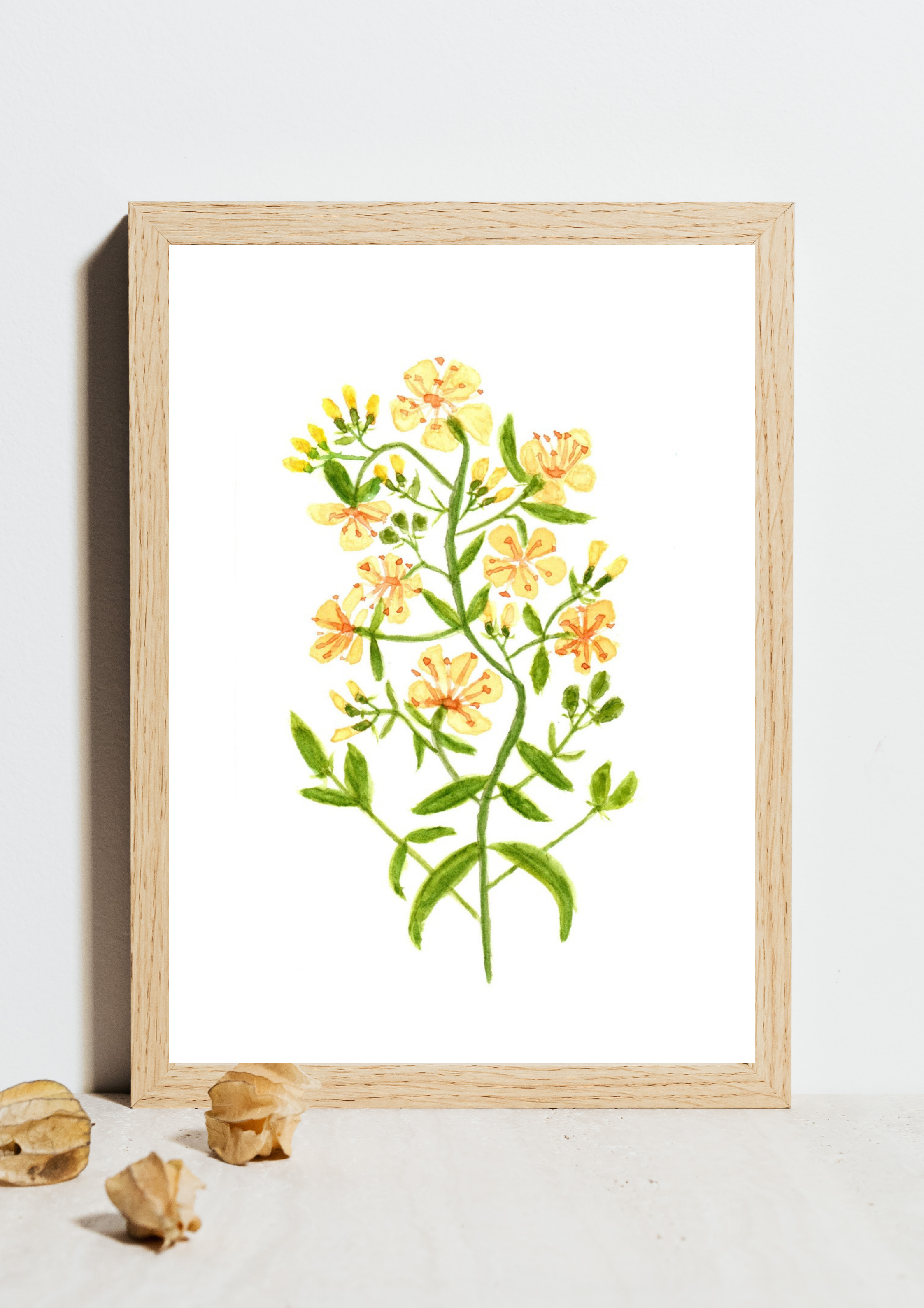 St. John's Wort No.2 Hand-Painted Watercolor Art
