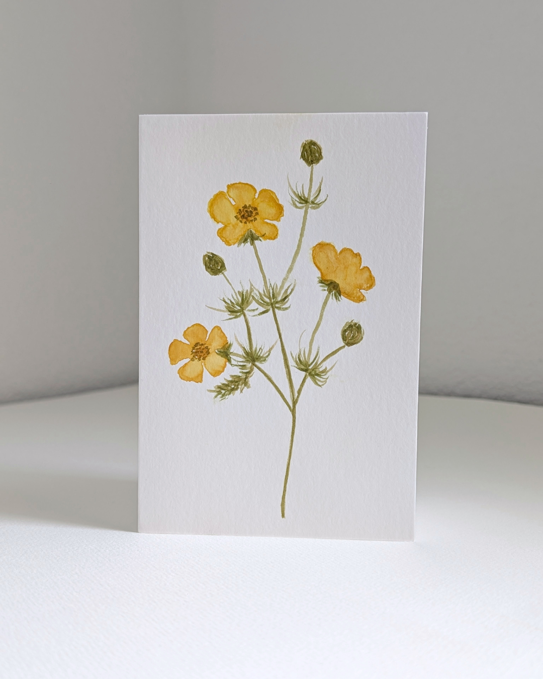 buttercup no. 1