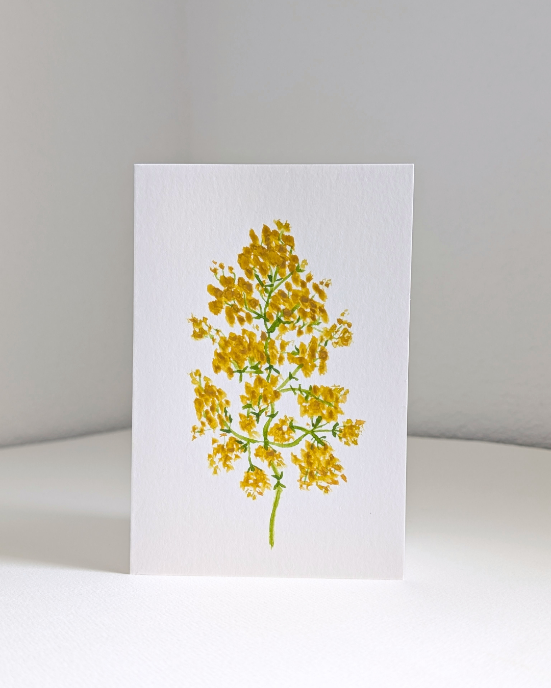 lady's bedstraw no. 1