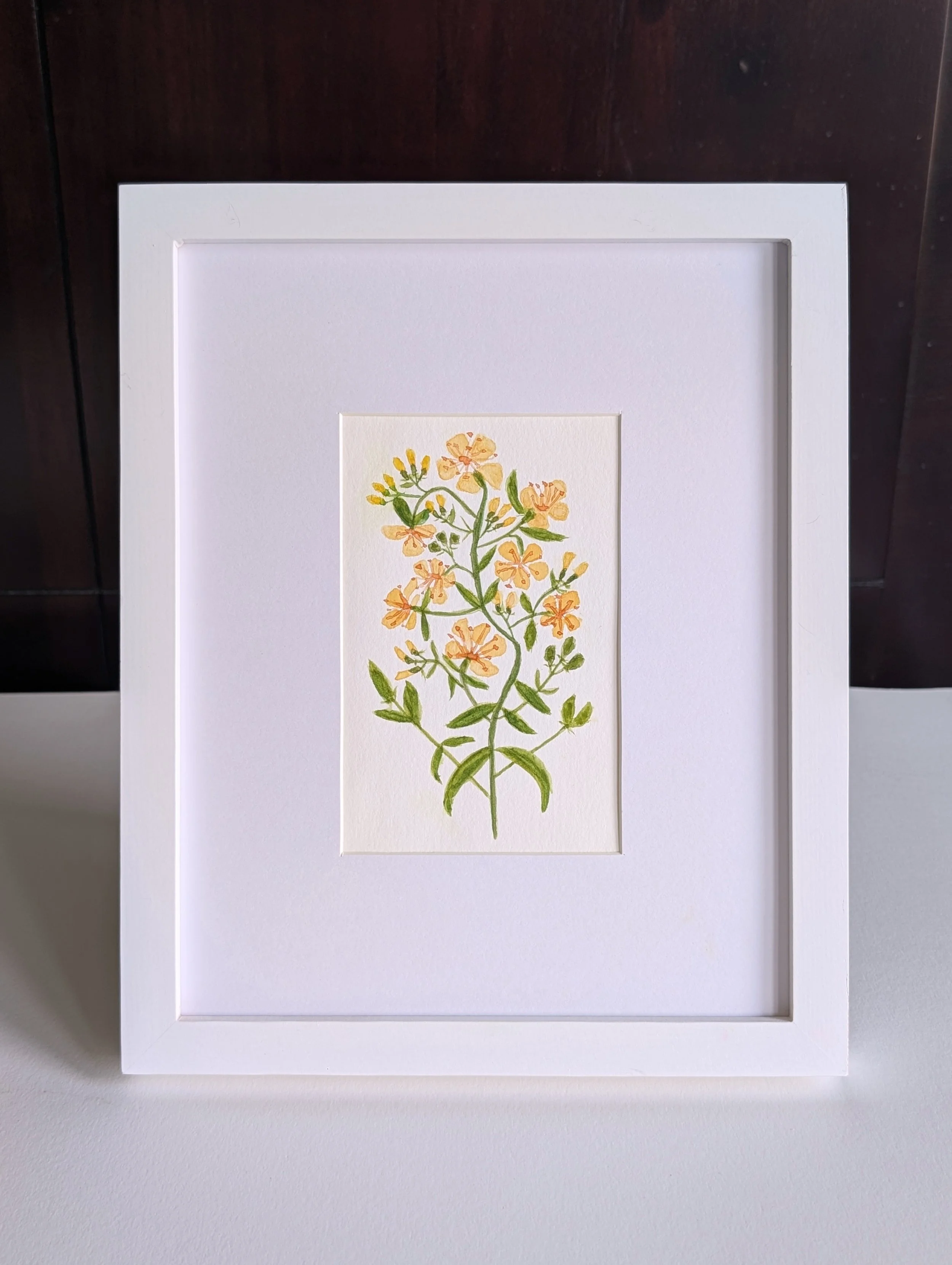st_john's_wort_no.2..jpg
