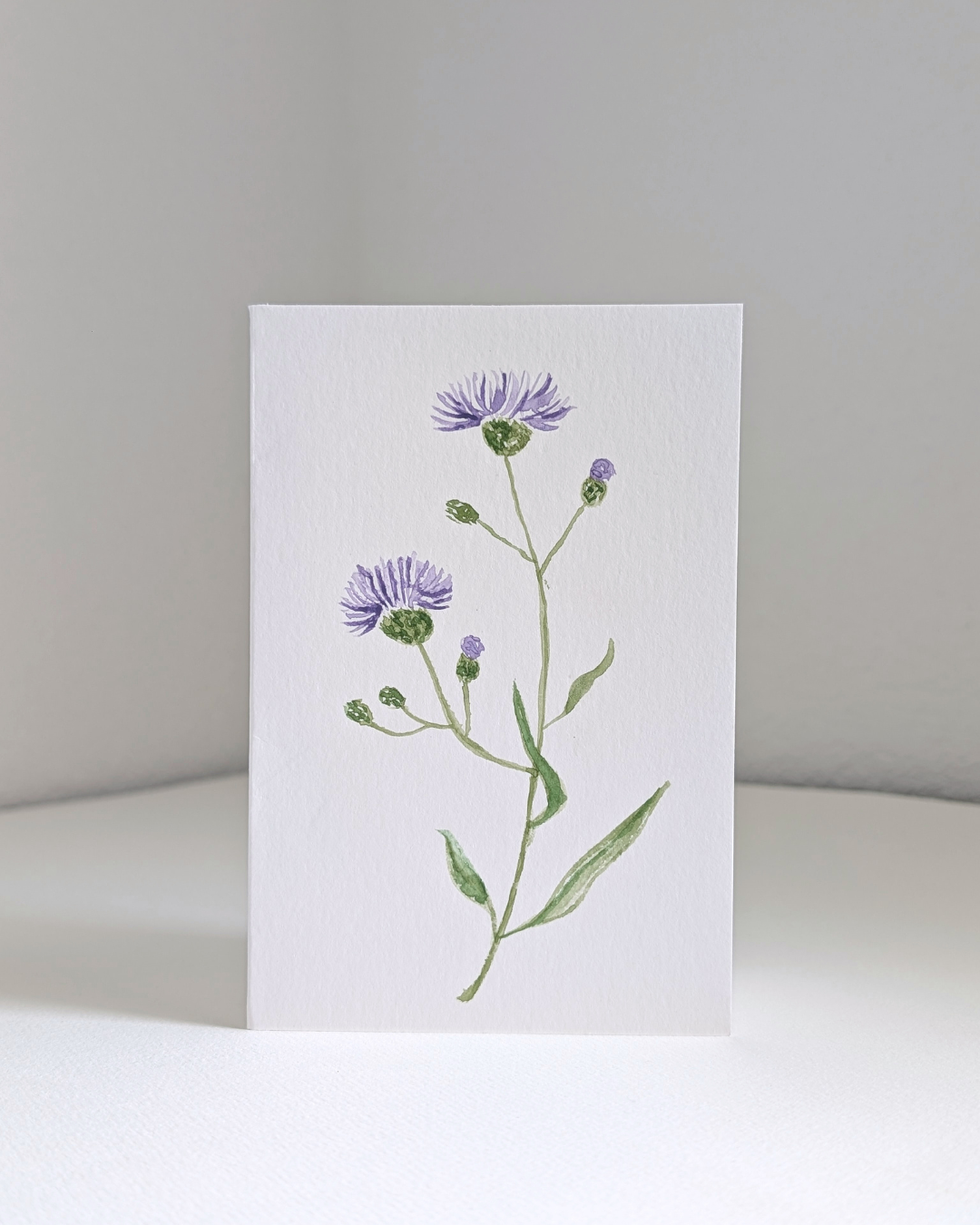 cornflower_no.1.png