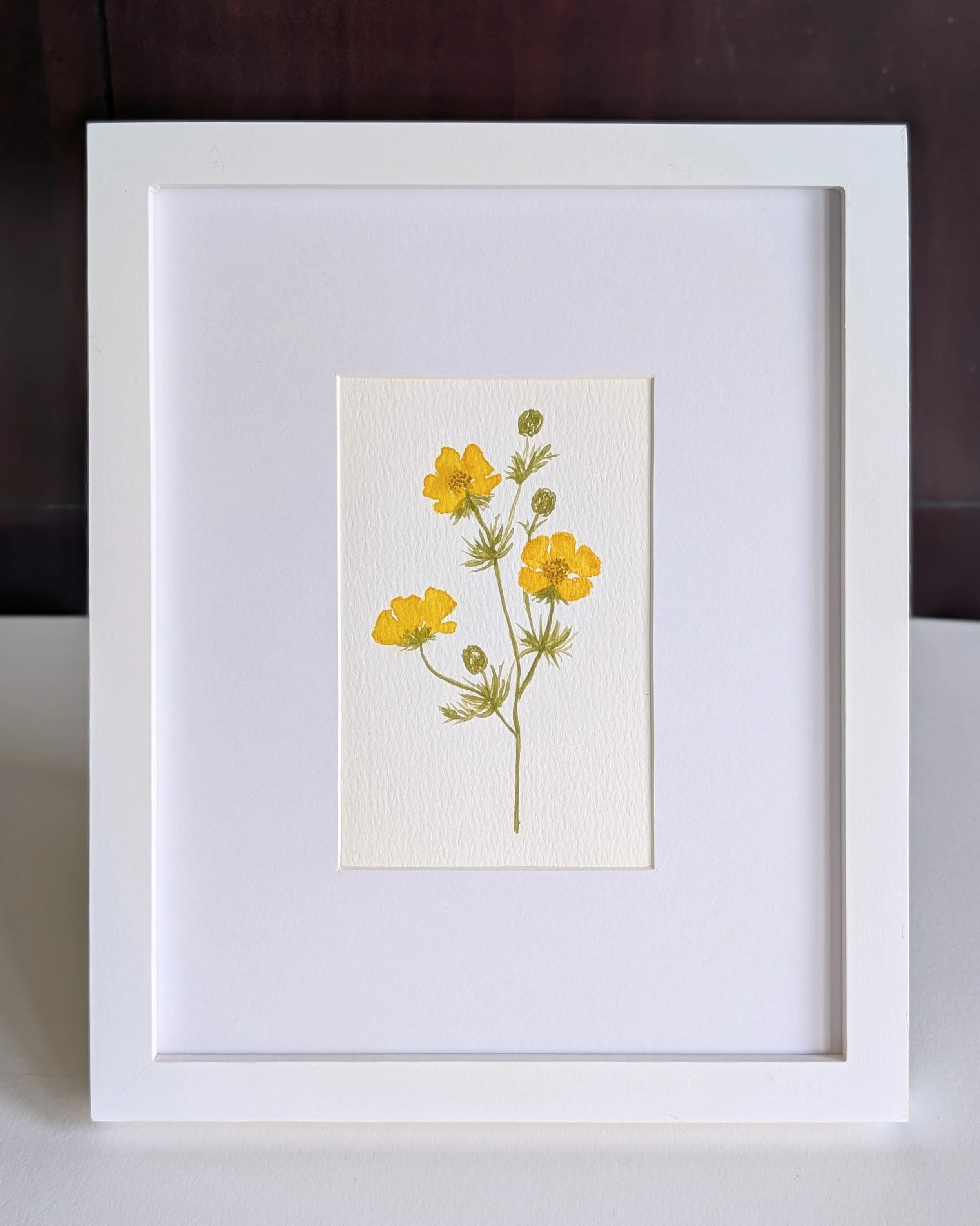 buttercup_no.2.jpg