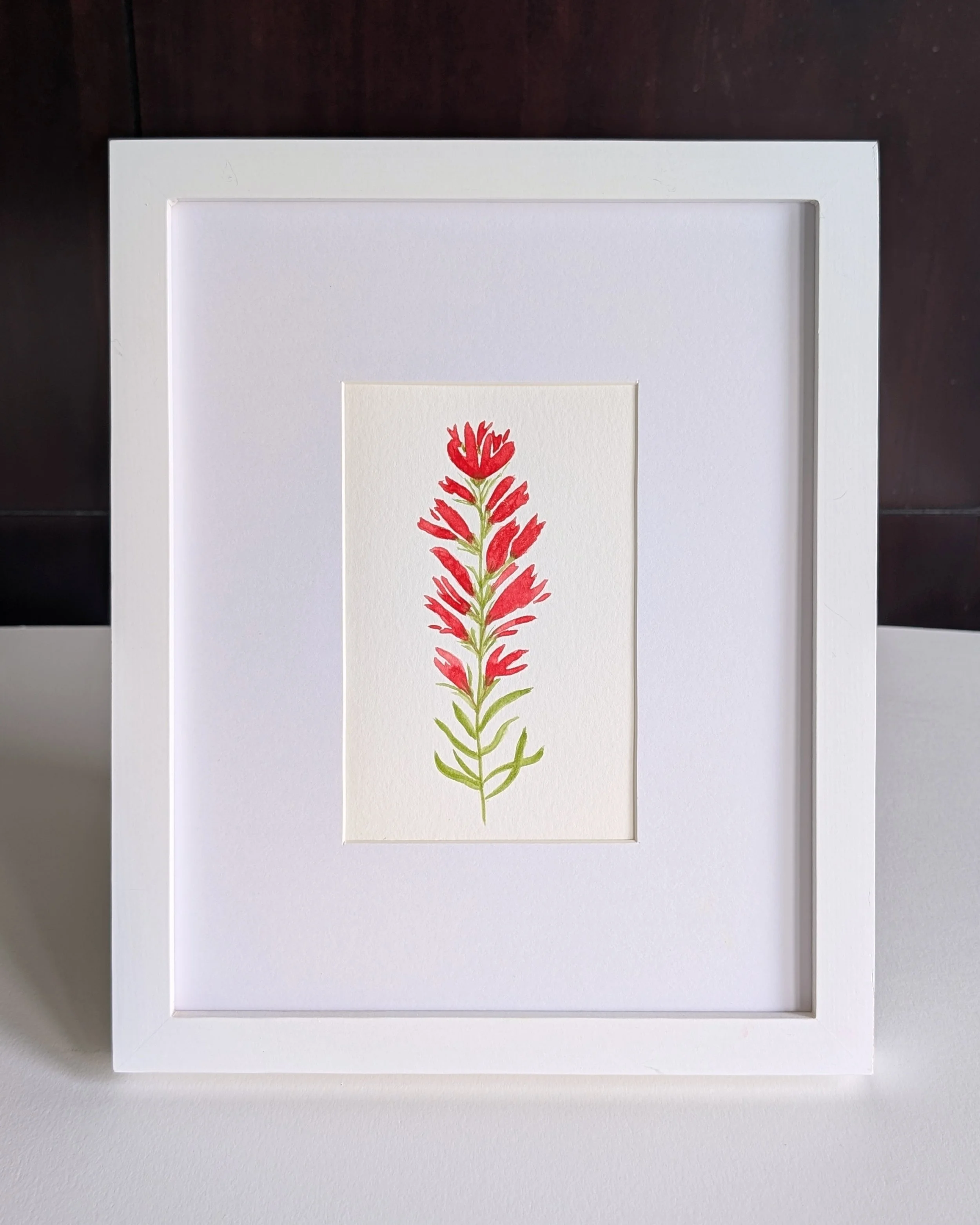 indian_paintbrush_no.1.jpg