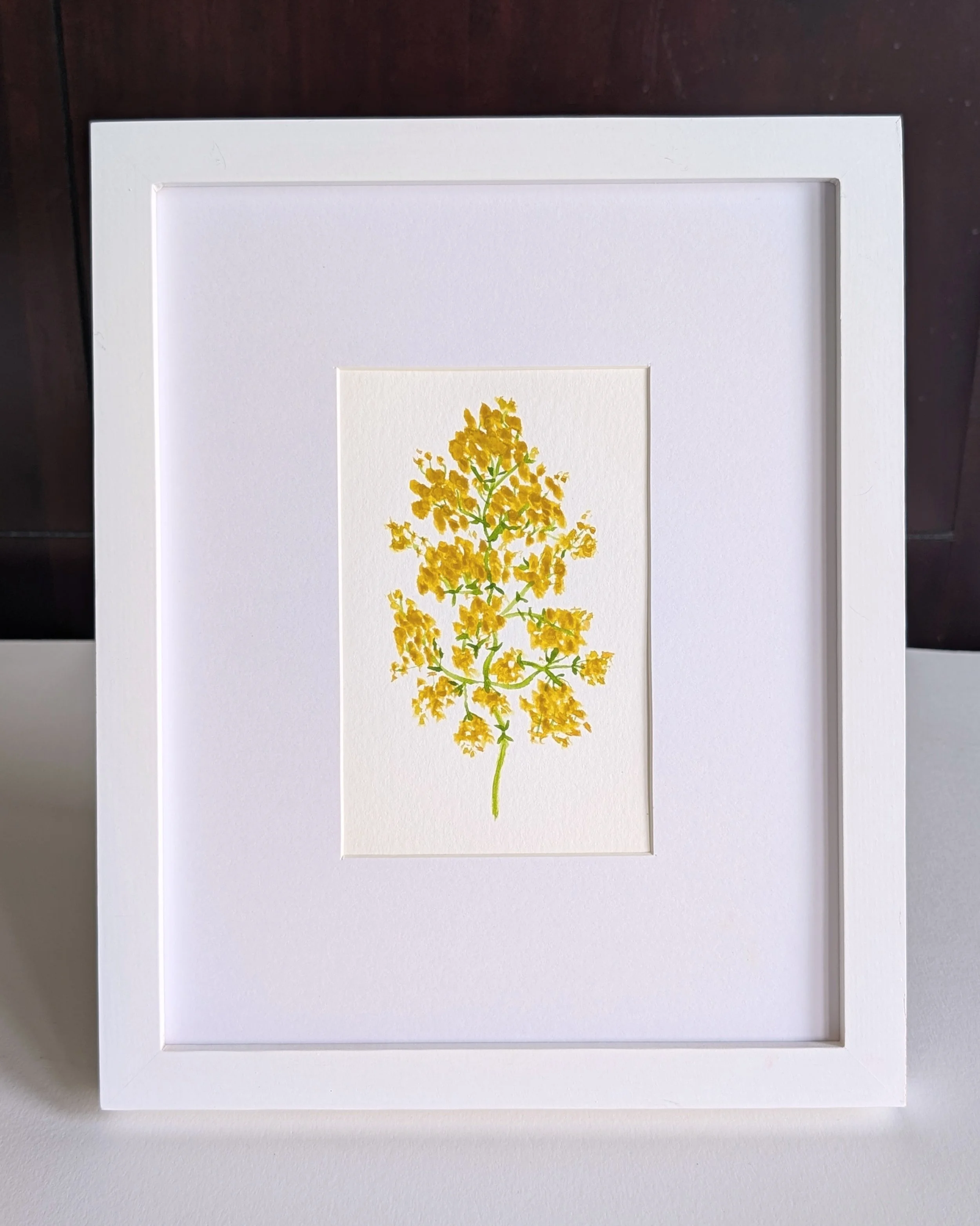 lady's_bedstraw_no.1.jpg
