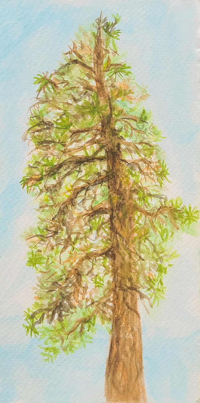 2trees.png