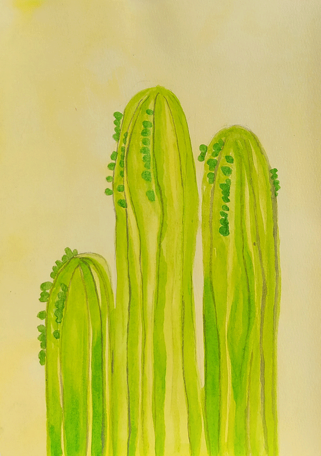 3cactus-web.png