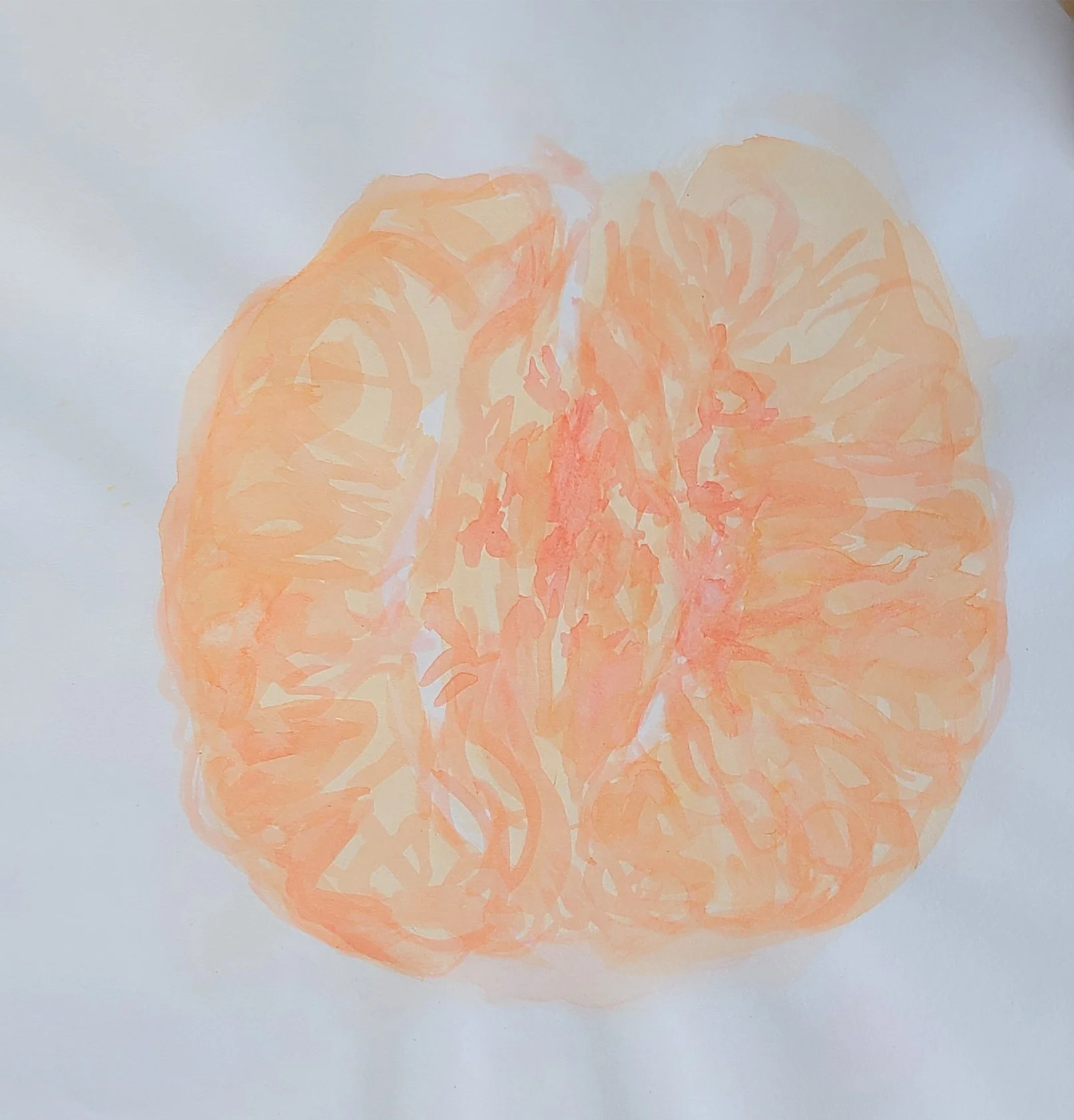 grapefruitwhiteback.jpg