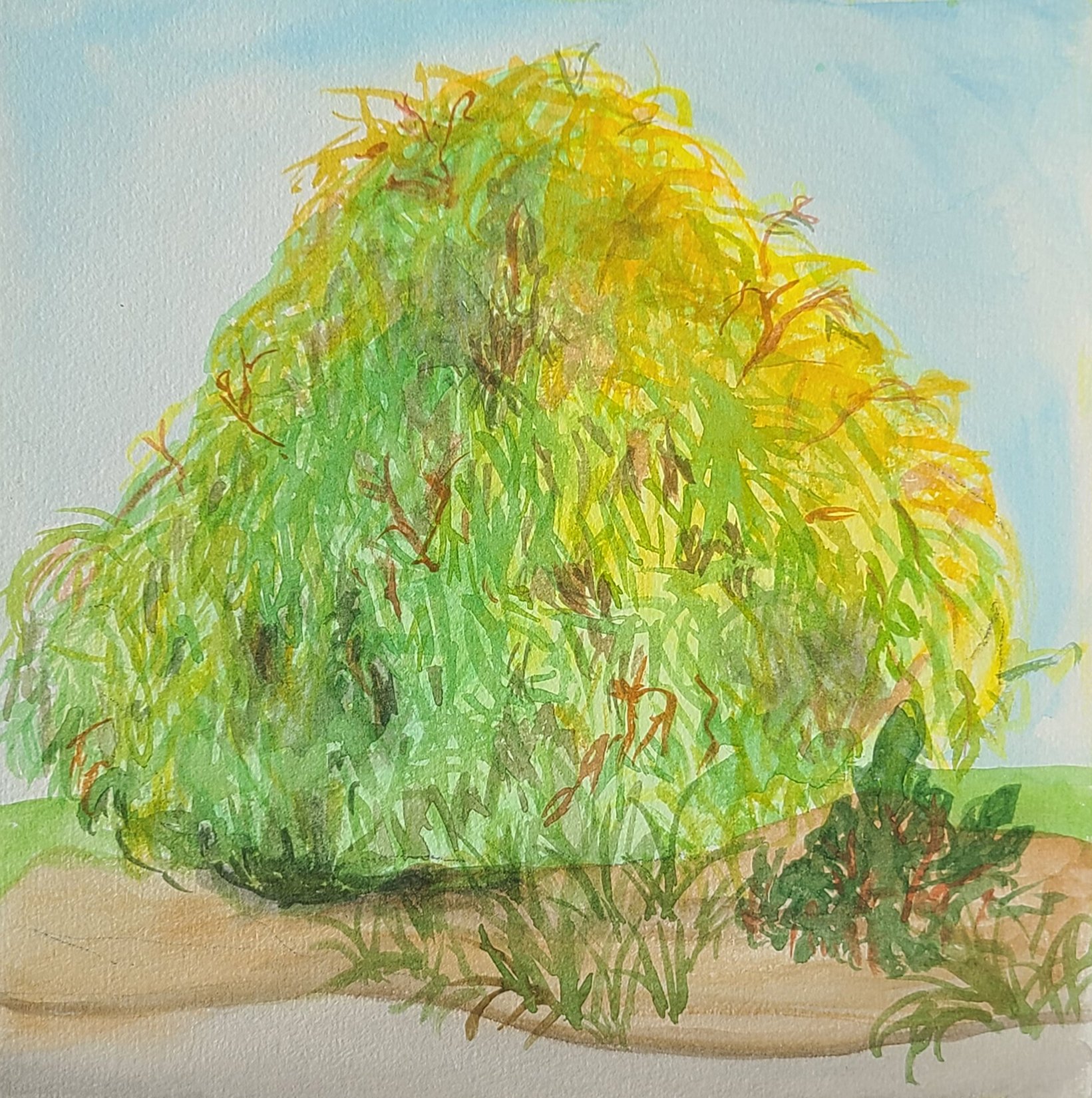 bush.jpg