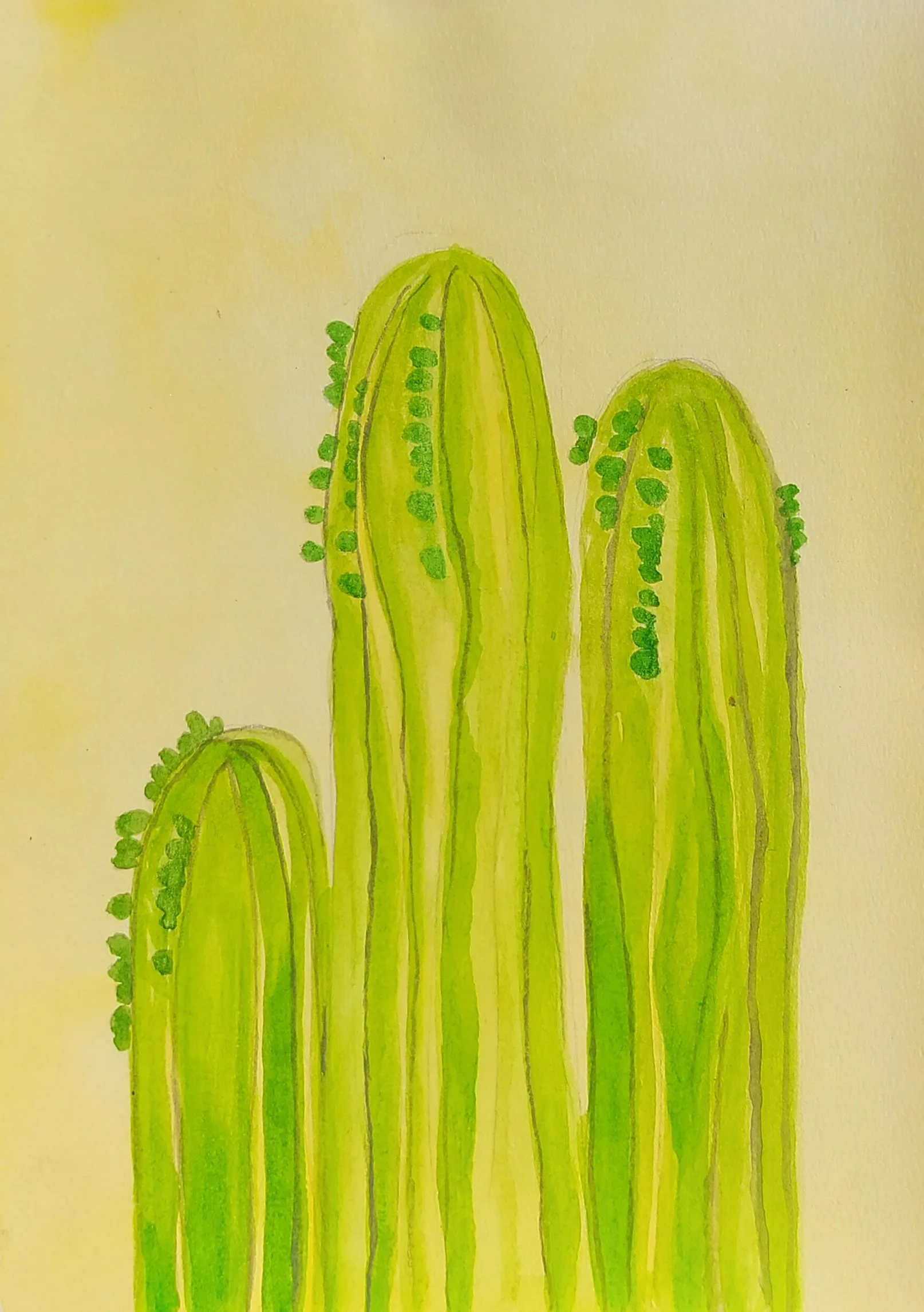 3cactus.jpg
