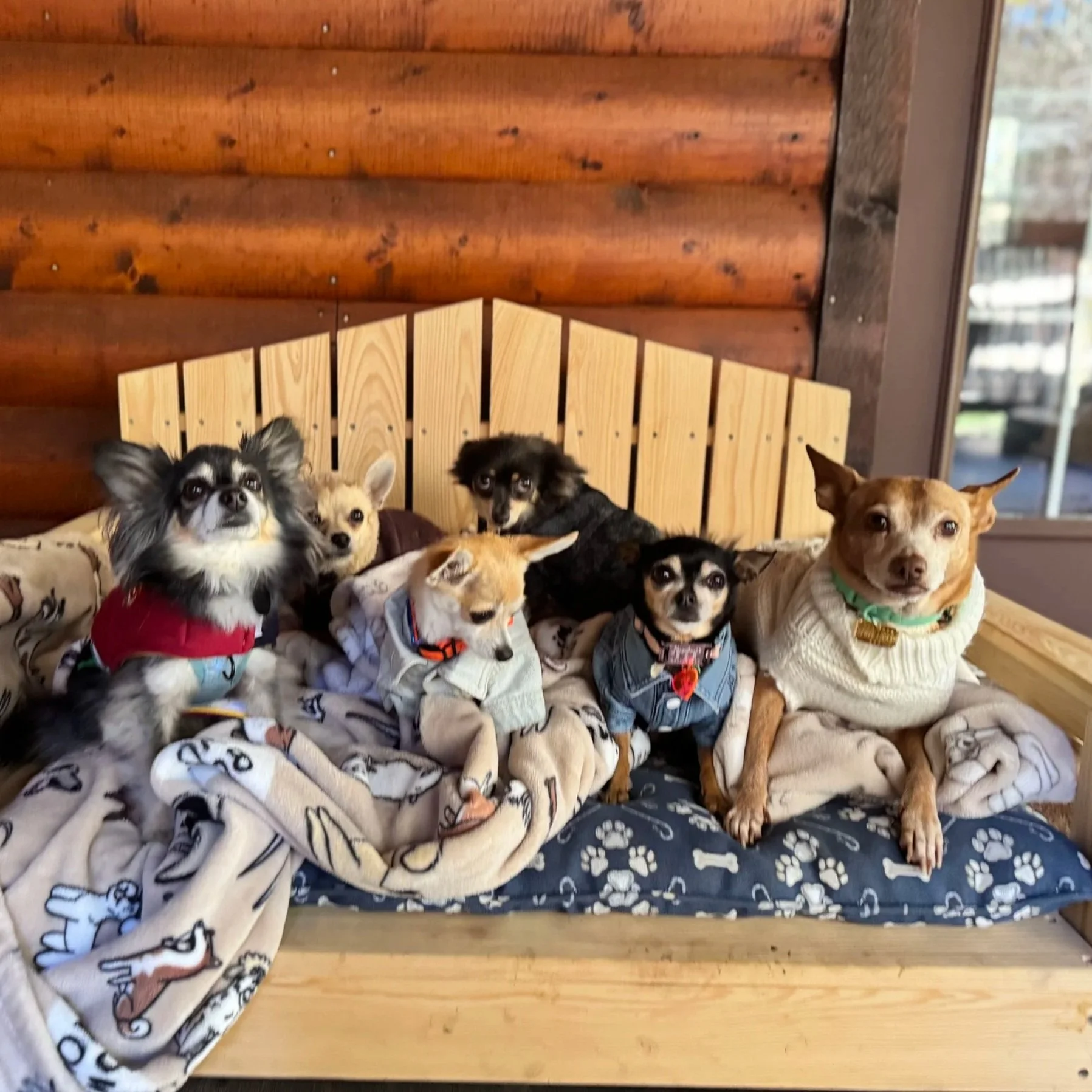 Seven small dogs sitting on a blanket-covered bench inside a cabin with wood paneling. Four dogs are in the front row with various coats and collars, and three dogs are in the back row.