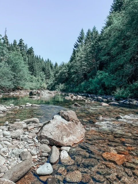 A clear stream flowing through a forested area with tall pine trees and a rocky shoreline.