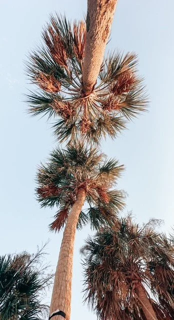 Looking up at tall palm trees against a clear blue sky.