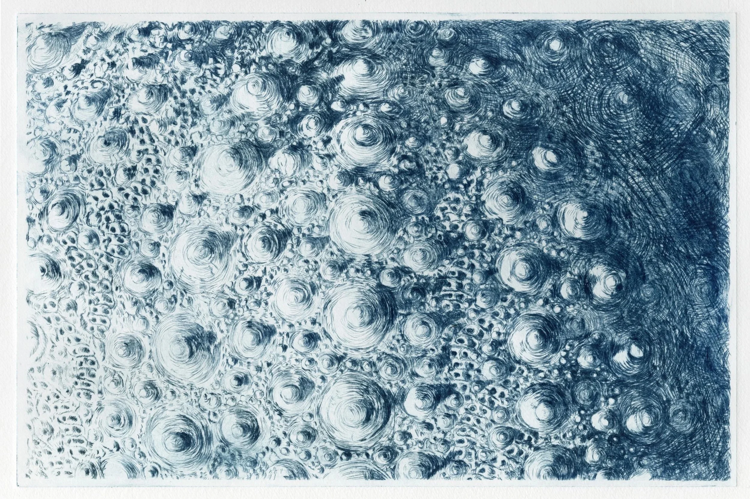"Sea Urchin Skeleton" 2025, Drypoint, 8 x 12 inches