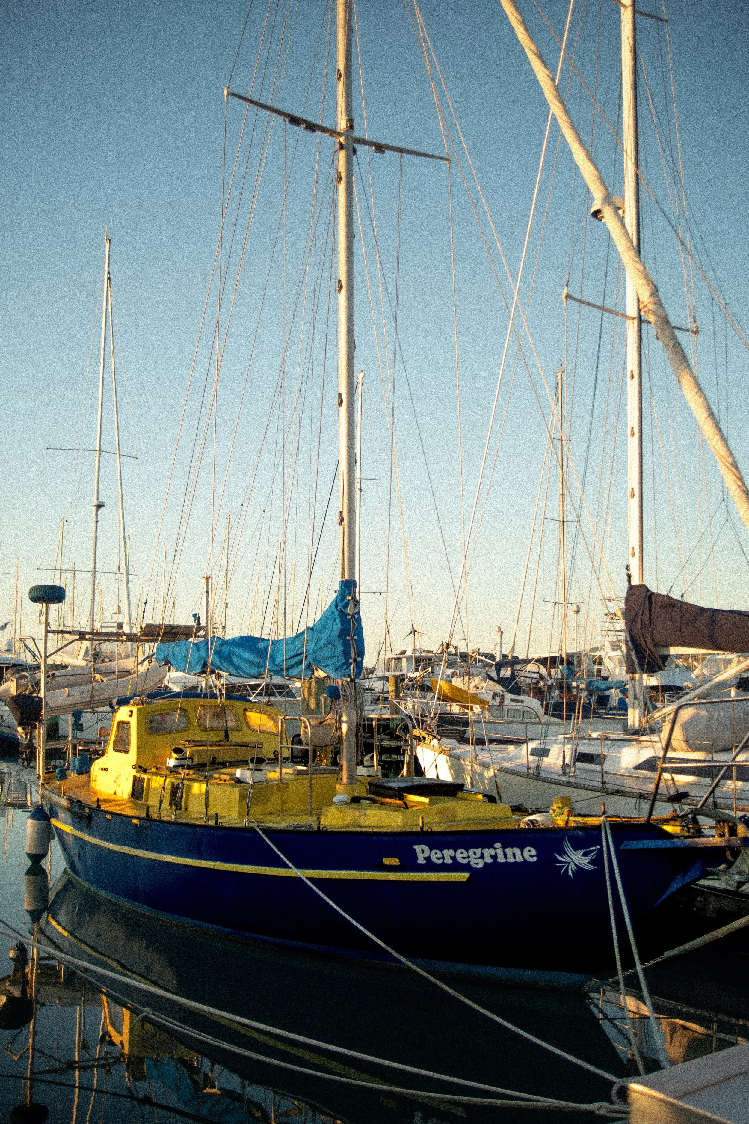 Sailboats docked at a marina with a clear sky in the background.