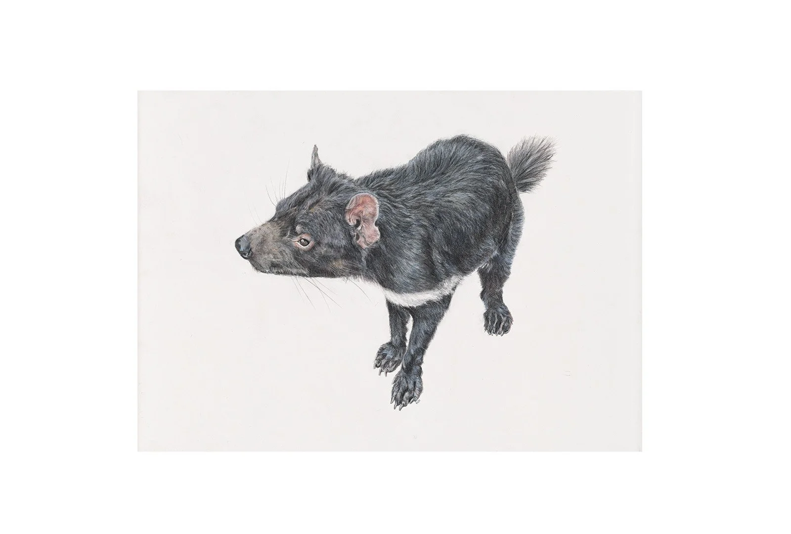 Limited Edition Print: Purinina - Tasmanian Devil Fine Art Print