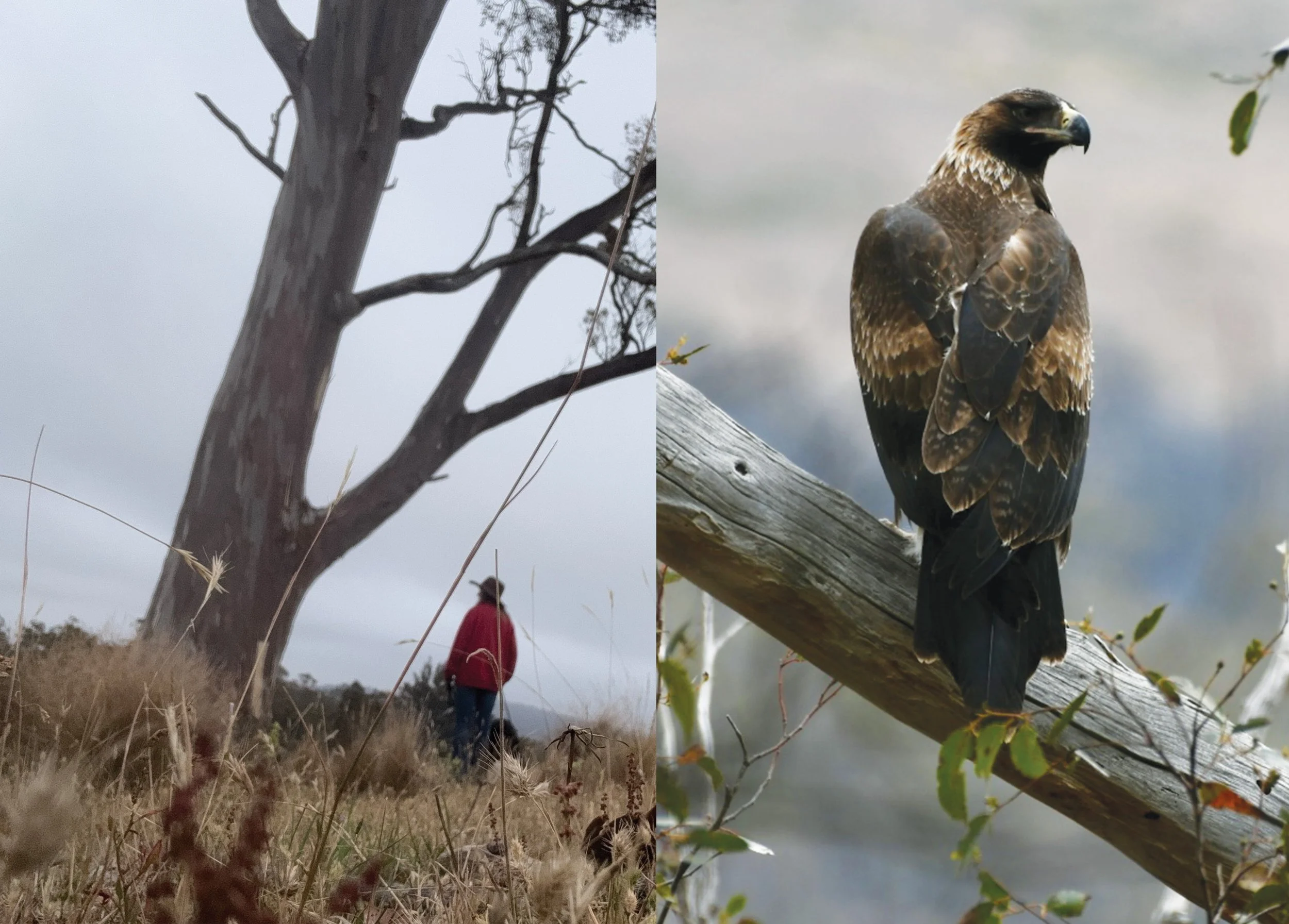🐾 2. Wildlife &amp; Conservation in Tasmania