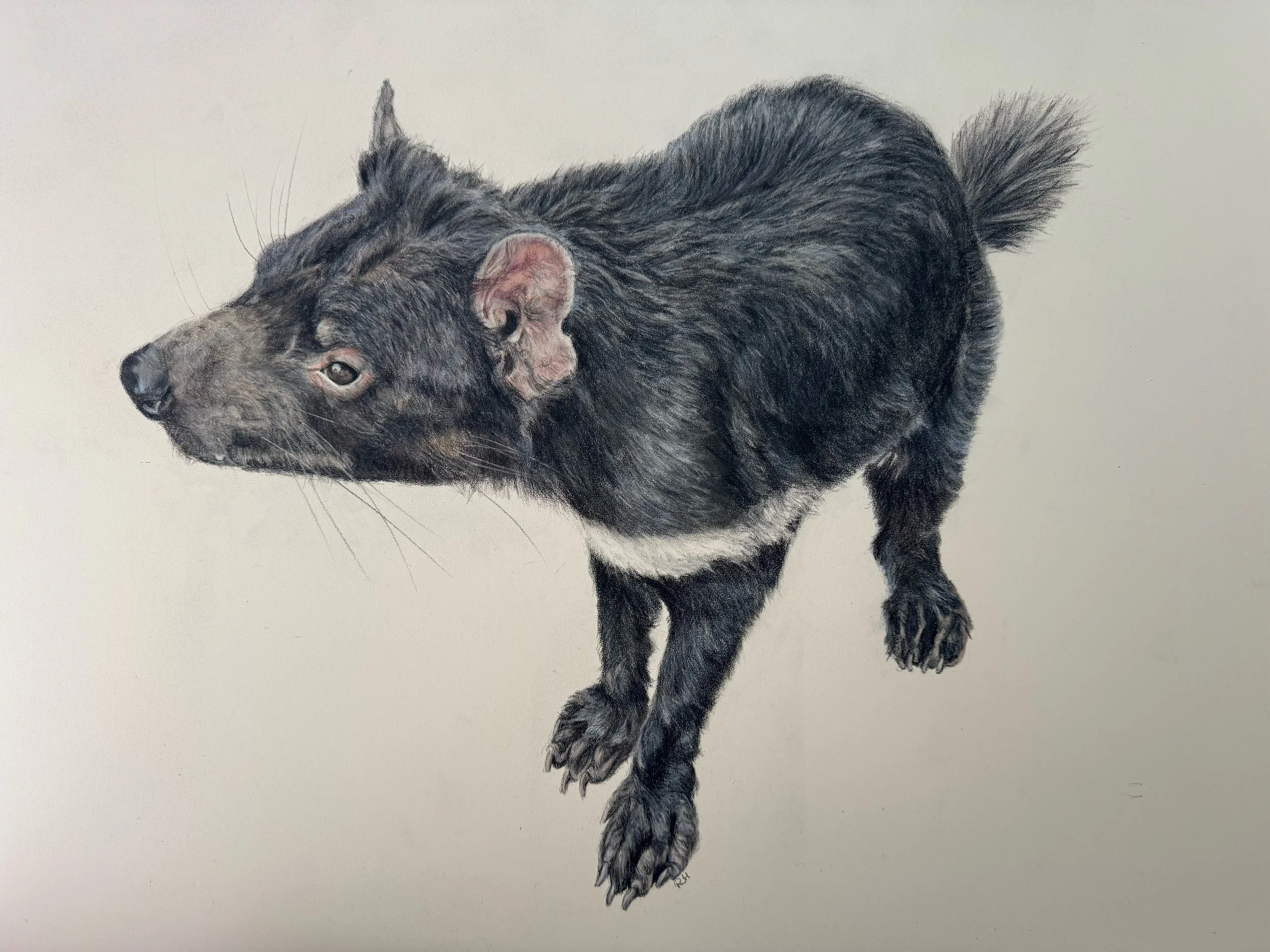 🎨 3. The Process Behind a Wildlife Portrait