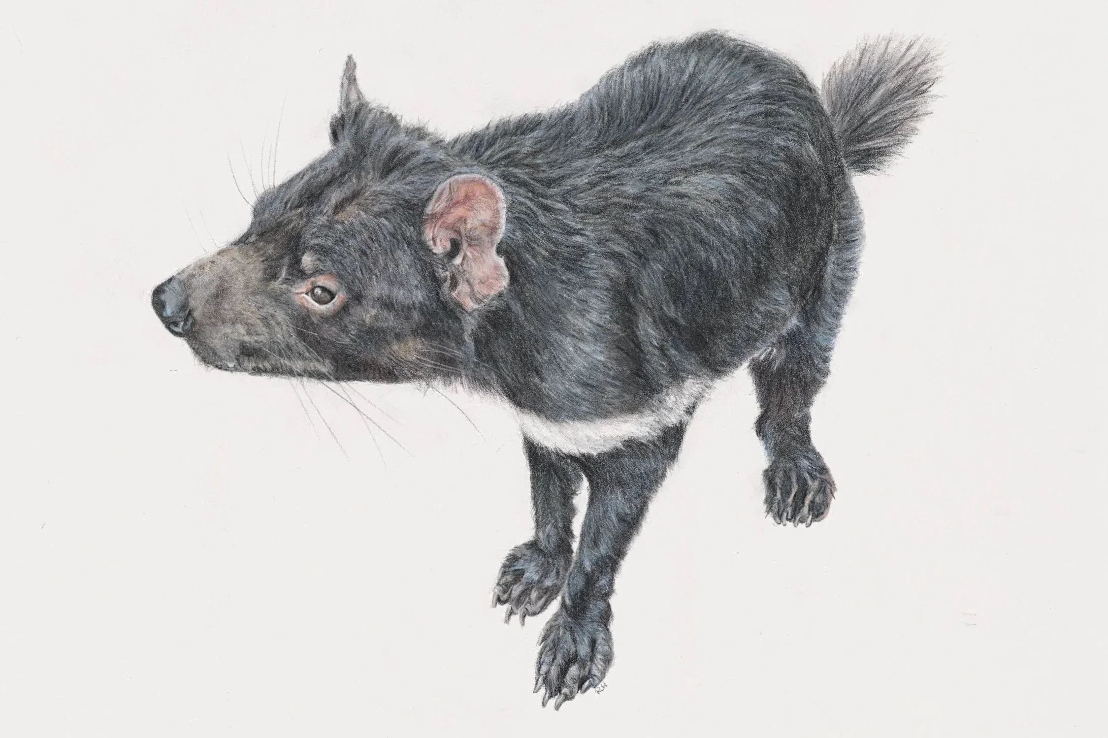 Limited Edition Print: Purinina - Tasmanian Devil Fine Art Print