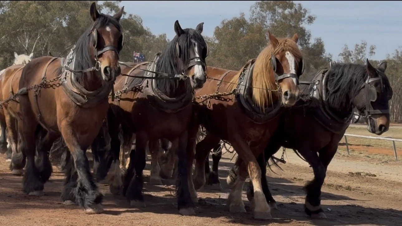 62 Horses, 62 Hearts Song