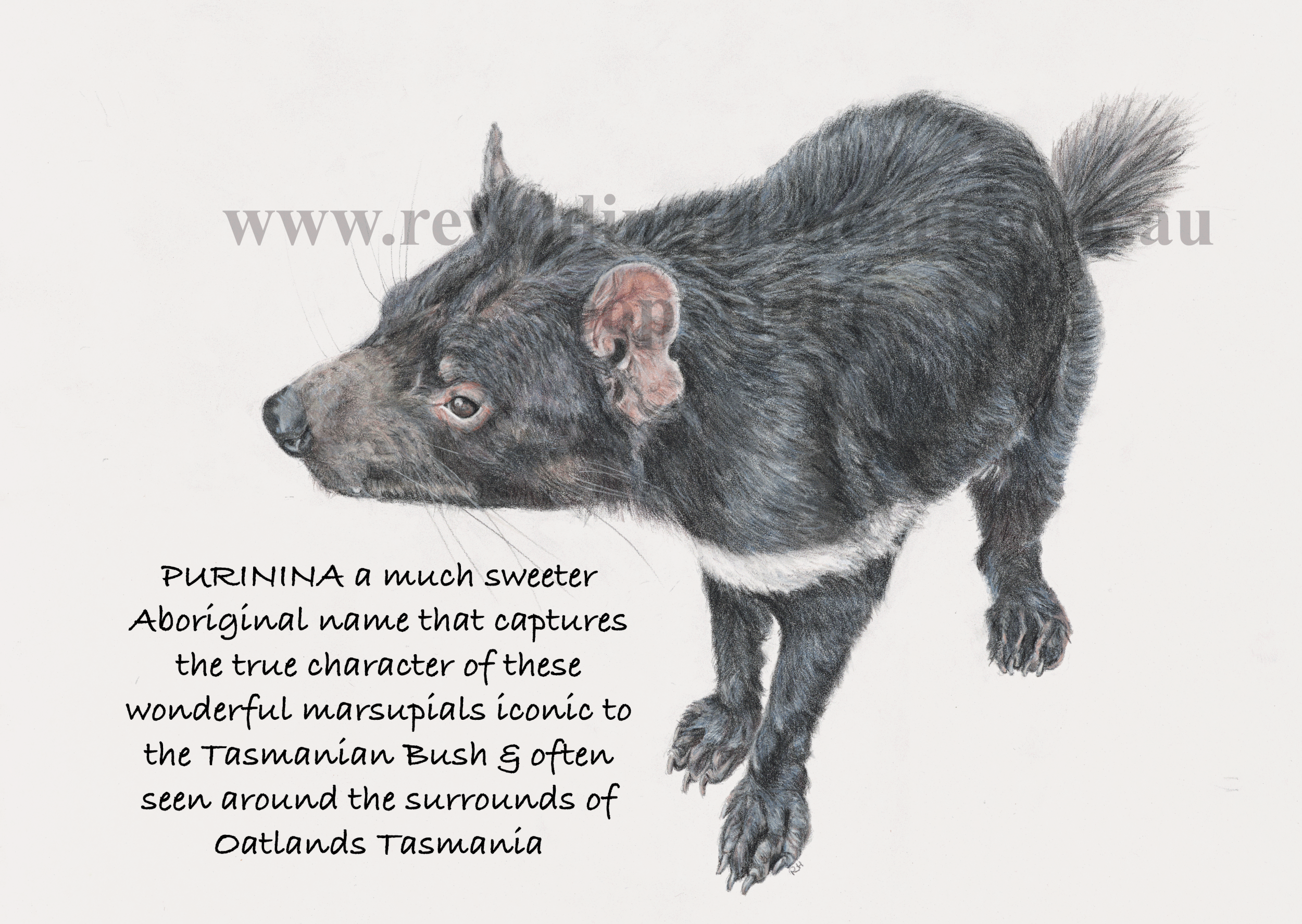 Tasmanian Devil – “Purinina” Postcard Collection -Pack of 20 – $65