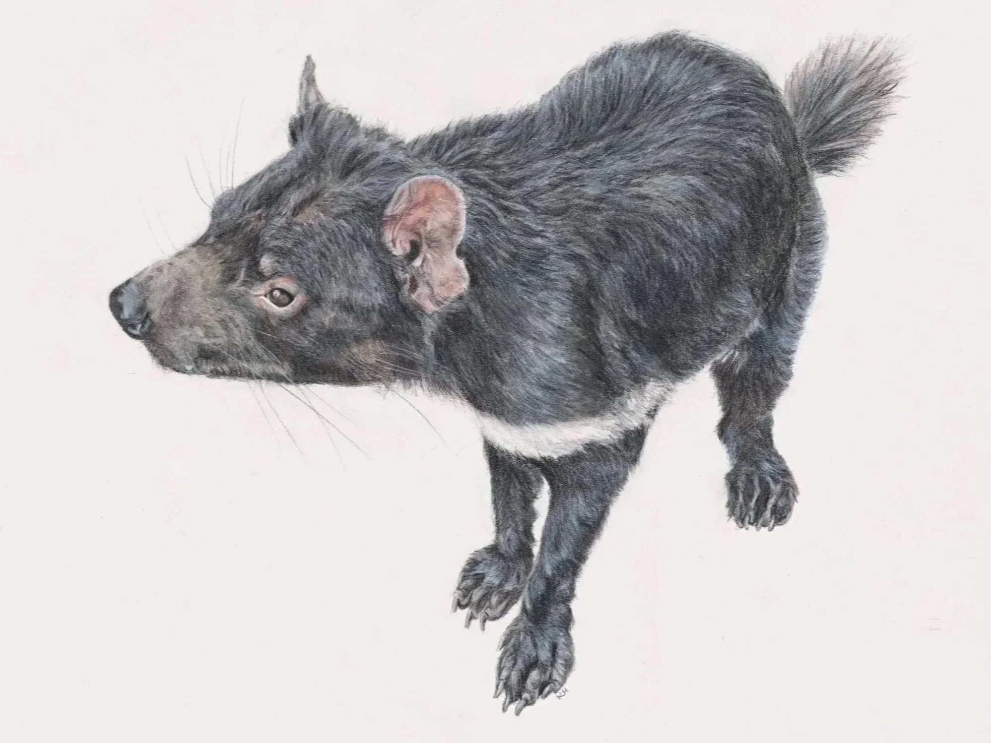 Rowena%2525252BHoward%2525252BWildlife%2525252Band%2525252BPet%2525252Billustration%2525252B-%2525252Bdevil-%2525252Bcopyright-7.jpg