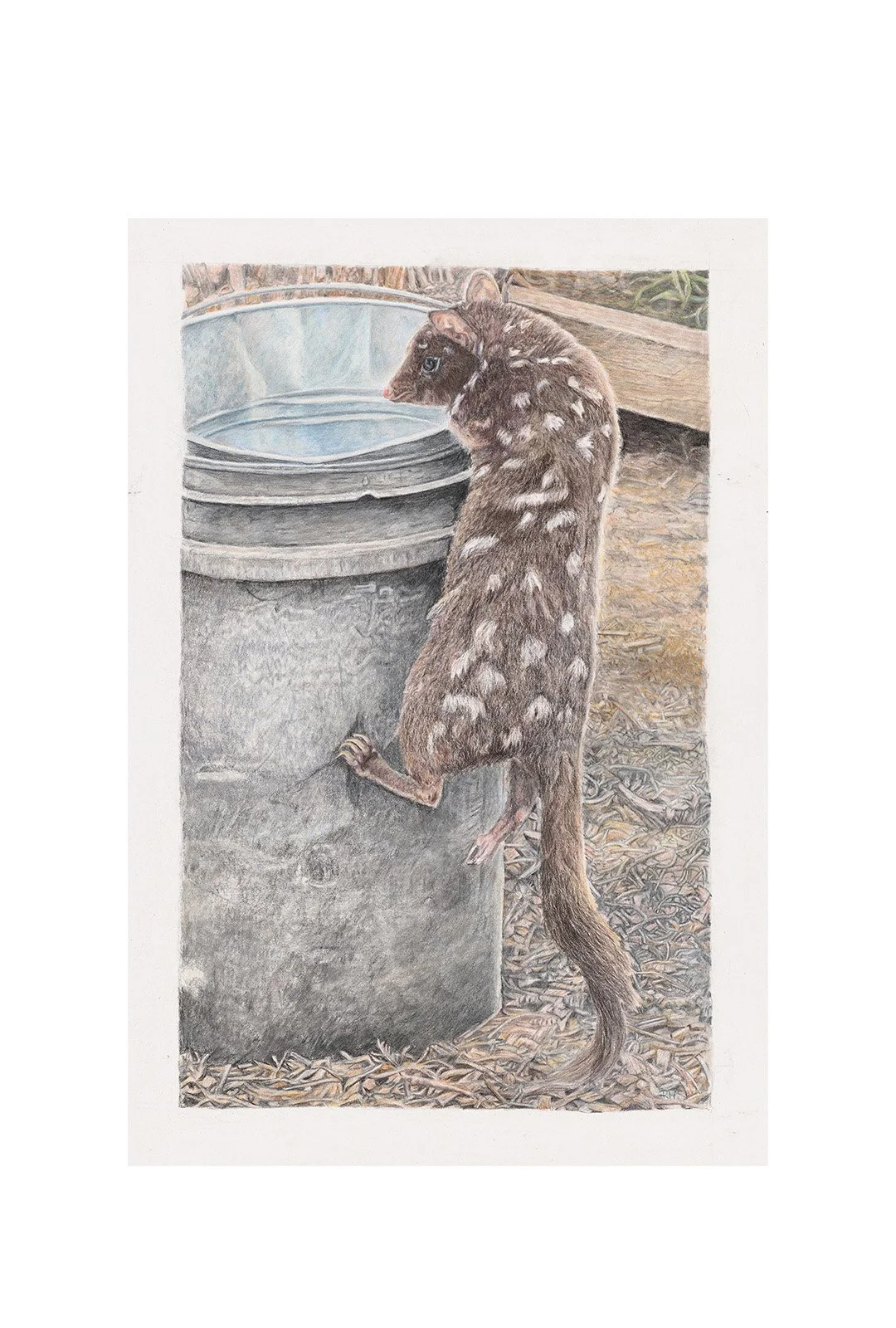 Limited Edition Fine Art Print -Tasmanian Eastern Quoll - "Keep Trying"