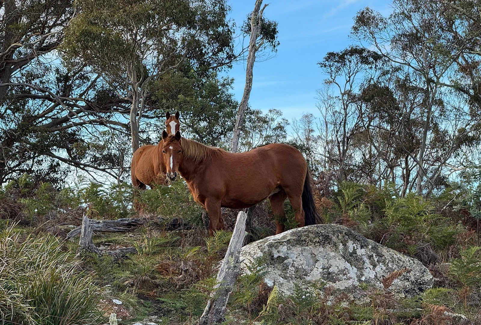 Daisy By The Rock - Save the Kosciusko Brumby Song (Free Download)