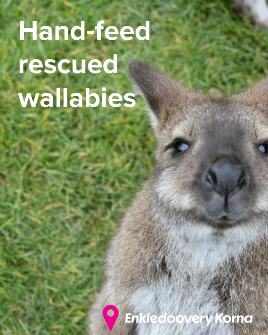 Waimates wallaby park